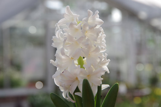 Eine Nahaufnahme der Weijers Hyacinthus 'Carnegie' Hyazinthe in voller weißer Blüte, mit grünen Blättern und einem sanft verschwommenen Gewächshaushintergrund, der ihre zarte Schönheit hervorhebt - ideal für den Außenbereich.