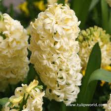 Nahaufnahme von Hyacinthus 'City of Haarlem' Hyazinthe von Weijers, eine duftende blassgelbe Blütentraube mit grünen Blättern und ähnlichen Blüten; www.tulipworld.com Text unten rechts. Blütezeit April-Mai.