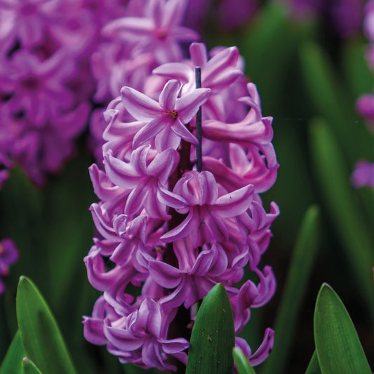 Eine Detailaufnahme von Weijers' Hyacinthus 'Purple Sensation' Hyazinthe in voller Blüte, mit sattgrünen Blättern und verschwommenen violetten Blüten, zeigt die frische Schönheit, die für diese Sorte während ihrer Blütezeit von März bis April typisch ist.