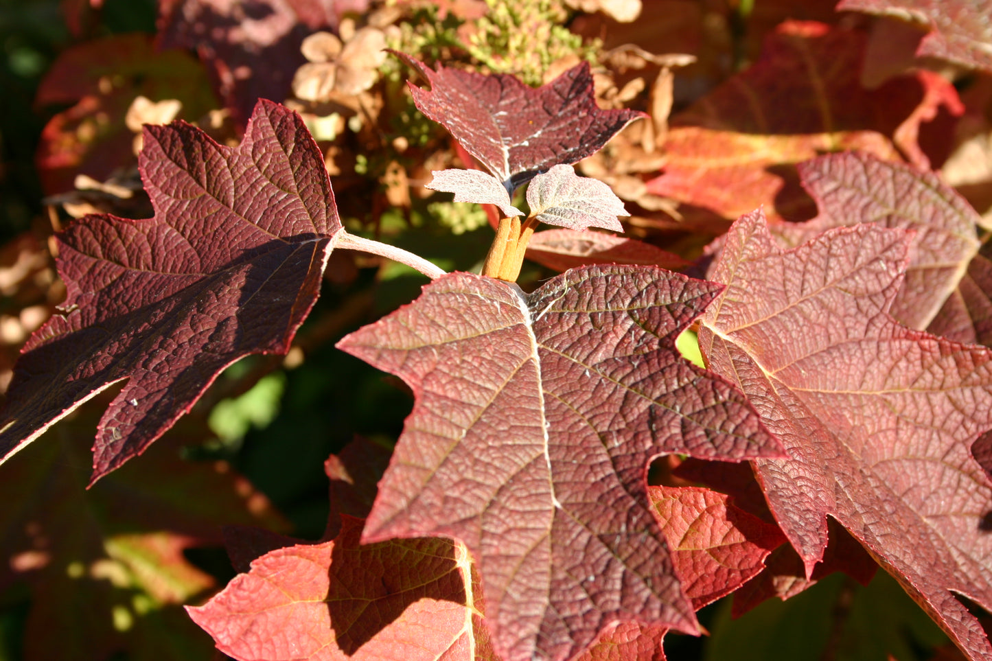 Leuchtend rote und burgunderfarbene Eichenblätter, deren Adern im Sonnenlicht glühen, heben sich von unscharfem Laub ab - ideal für Dr. Isabelle Van Groeningens "Sa. 21.02.2026 | 10.00-13.00 HALBTAGESKURS Top 100: Beste Pflanzen für anspruchsvolle Standorte.