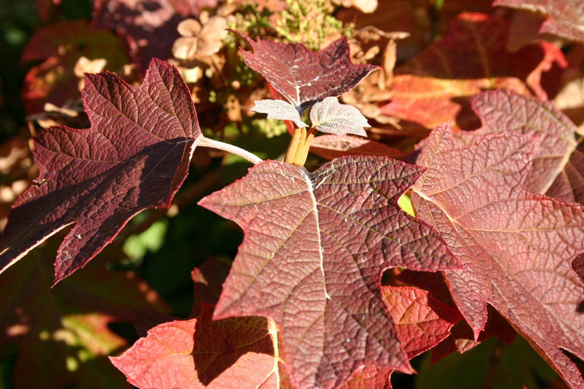 Leuchtend rote und burgunderfarbene Eichenblätter, deren Adern im Sonnenlicht glühen, heben sich von unscharfem Laub ab - ideal für Dr. Isabelle Van Groeningens "Sa. 21.02.2026 | 10.00-13.00 HALBTAGESKURS Top 100: Beste Pflanzen für anspruchsvolle Standorte.