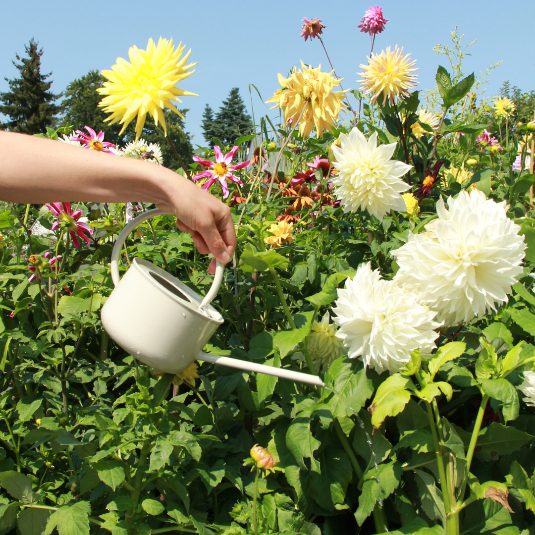 In einem sonnigen Garten gießt jemand gelb und weiß blühende Dahlien mit der Königlichen Gartenakademie Gießkanne | graunatur 0,9 l.