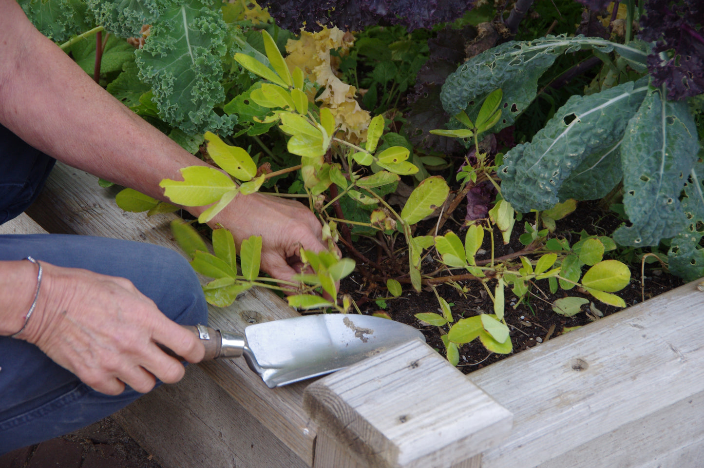 Inspiriert vom Gärtnern im Holz-Hochbeet: Mit einer Handschaufel grüne Pflanzen pflegen - ideal für alle, die nach dem Thea Carlin Workshop "Di. 17.03.2026 | 10-12 Uhr Hochbeete und andere Gemüsebeete anlegen" ihr eigenes Gemüse anbauen möchten.