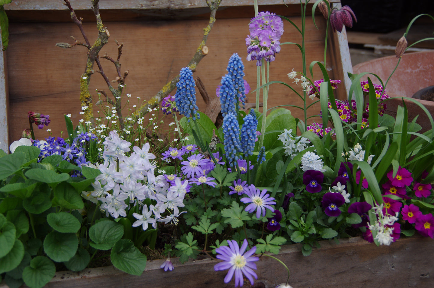 Gestalten Sie mit Astrid Torrens' HALBTAGESKURS "Dachterrassen und Balkonbepflanzung" am Di. 10.03.2026, 10-13 Uhr - lernen Sie, wie Sie Blumenkästen mit leuchtenden Blumen in Lila, Blau, Weiß und Rosa auf Ihrem Balkon arrangieren.