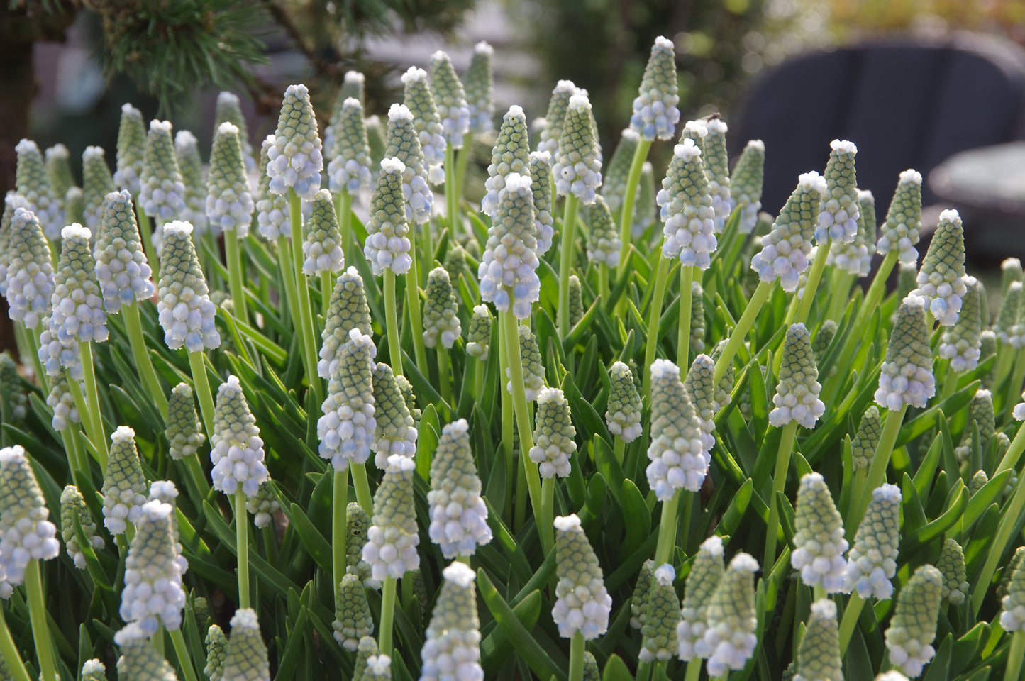 Eine Traube weißer Traubenhyazinthen blüht in einem Garten, ganz im Sinne von "GARTENTALK Gedanken zum Gärtnern im Frühling" mit Dr. Isabelle Van Groeningen von der Königlichen Gartenakademie am Sa. 14.03.2026, 11-12:30 Uhr.