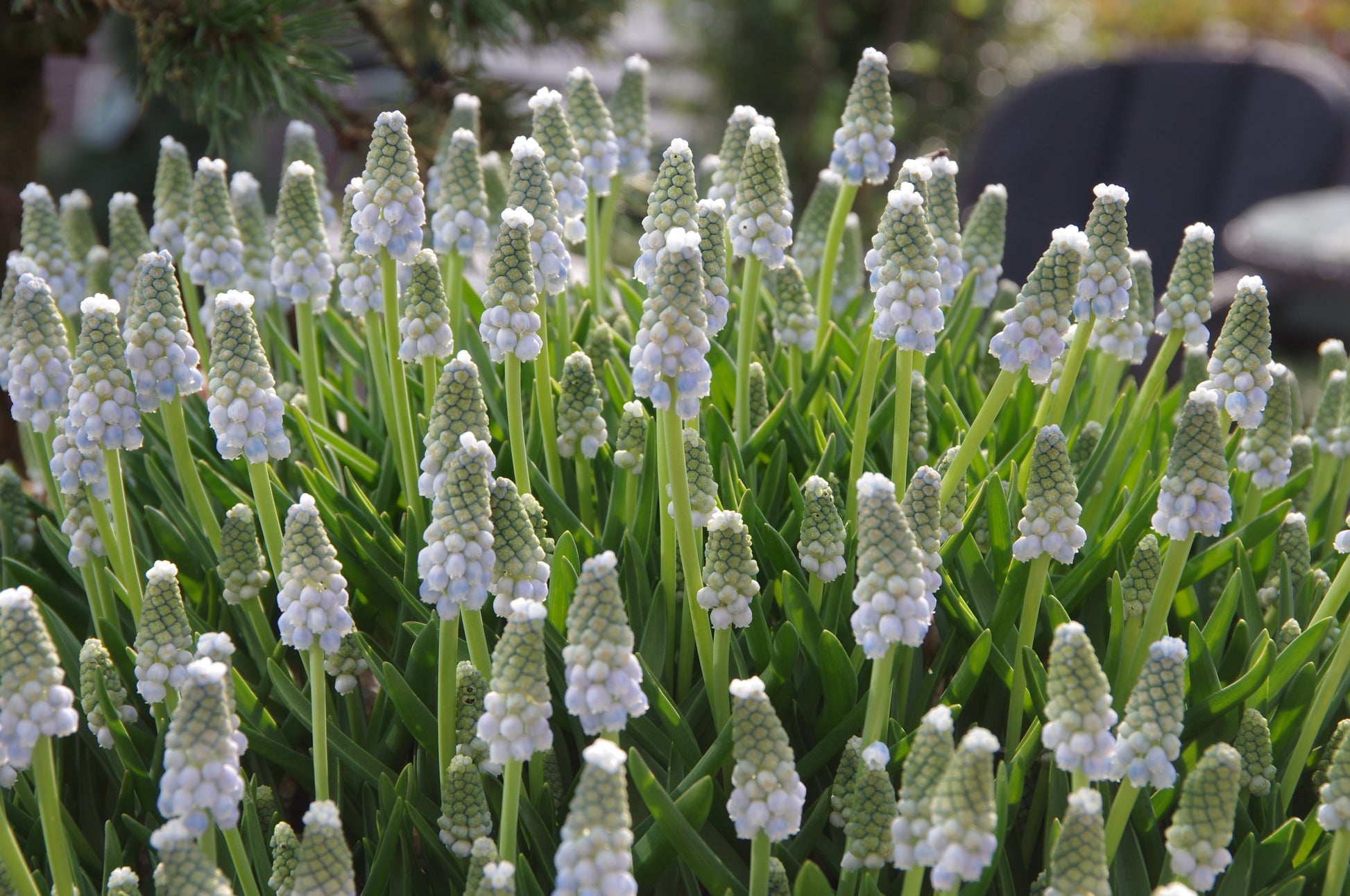 Eine Traube weißer Traubenhyazinthen blüht in einem Garten, ganz im Sinne von "GARTENTALK Gedanken zum Gärtnern im Frühling" mit Dr. Isabelle Van Groeningen von der Königlichen Gartenakademie am Sa. 14.03.2026, 11-12:30 Uhr.