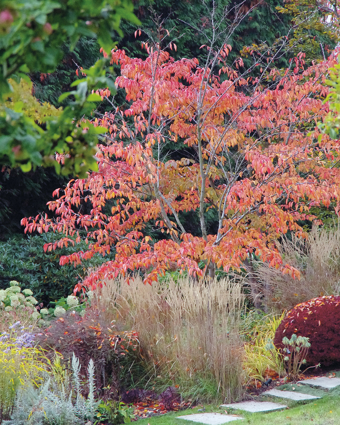 Ein kleiner Baum mit leuchtend rotem Herbstlaub steht inmitten von hohen Gräsern und Sträuchern und gibt Anregungen für die MASTER CLASS "Gestalten Sie Ihren eigenen Garten - Gärten bis 3000 qm" der Königlichen Gartenakademie vom 24. bis 26.03.2026.