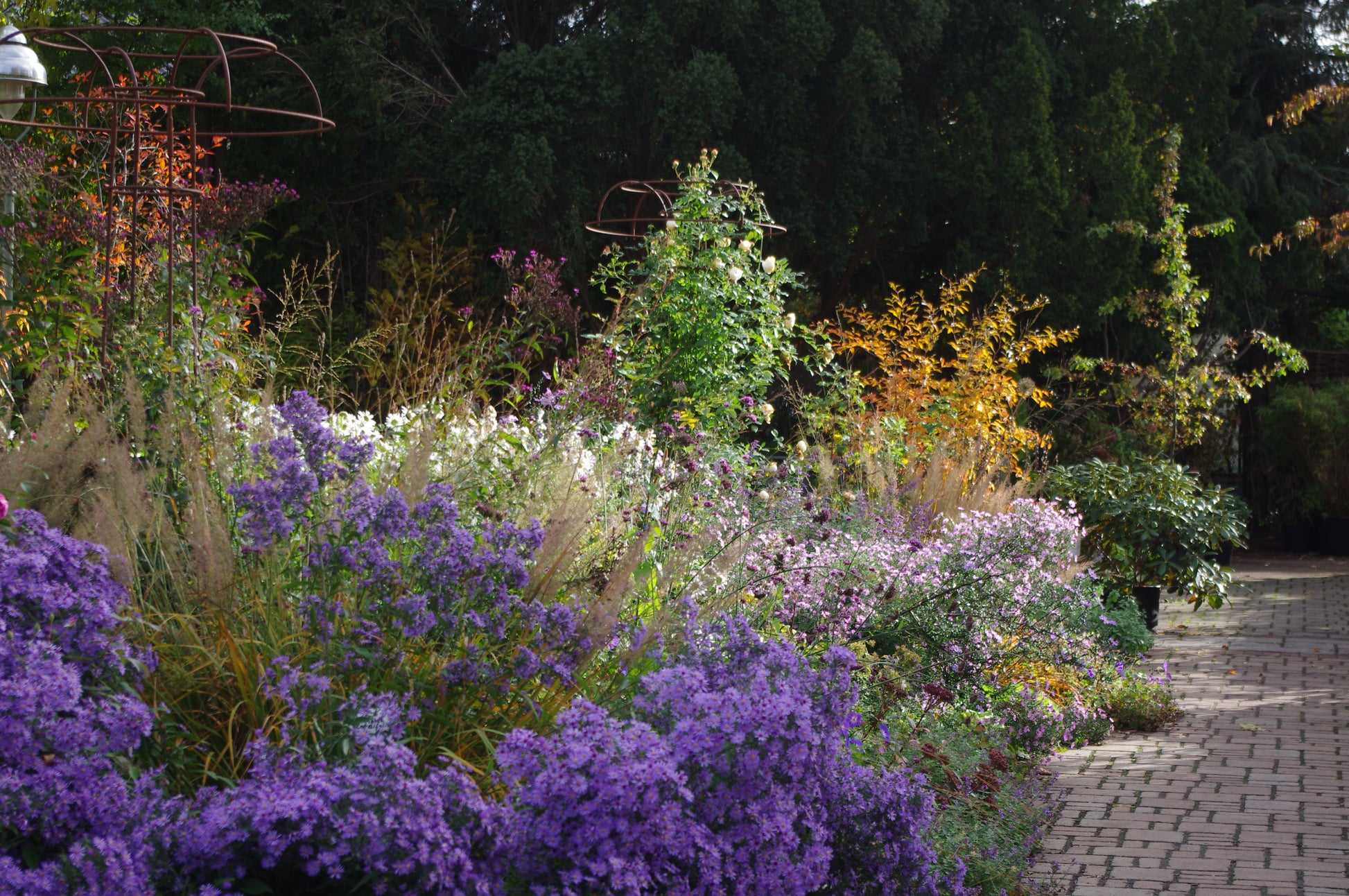 Besuchen Sie Dr. Isabelle Van Groeningen's Sa. 28.03.2026 | 13.00-16.00 Uhr und lernen Sie, eine lebendige gemischte Rabatte mit lila, weißen und gelben Blüten neben einem gemauerten Weg, üppigem Grün und hohen Pflanzen unter sanftem Sonnenlicht zu gestalten.