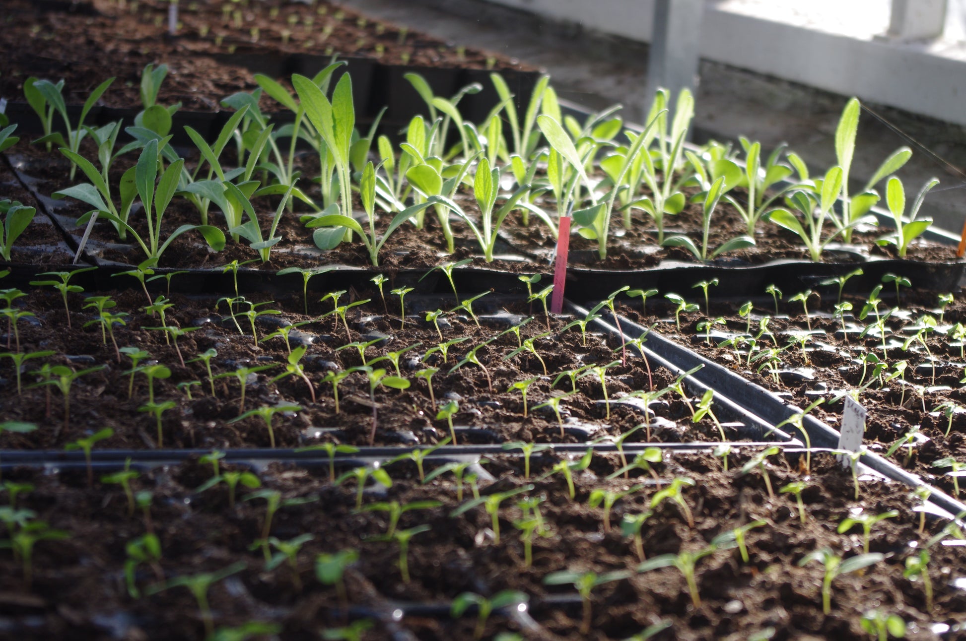 Nahaufnahme von jungen grünen Setzlingen in Schalen in einem sonnenbeschienenen Gewächshaus - ideal zum Lernen, wie man Pflanzen vermehrt oder den WORKSHOP "Aus eigener Anzucht: selbst Pflanzen vermehren" (Sa. 21.03.2026 | 11-13 Uhr, Dr. Cathrine Thorpe) besucht.