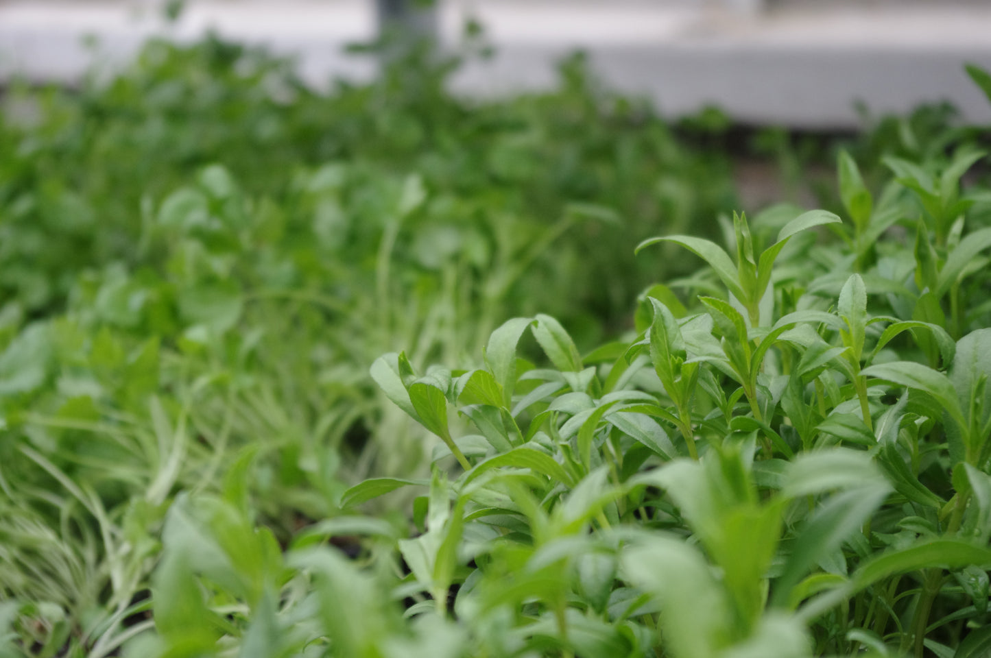 Nahaufnahme von dichten grünen Kräutern in einem Garten, ideal für den Dr. Cathrine Thorpe Workshop "Sa. 21.03.2026 | 11.00-13.00 WORKSHOP Aus eigener Anzucht: selbst Pflanzen vermehren" - ideal, um zu lernen, wie man gesunde Pflanzen vermehrt.