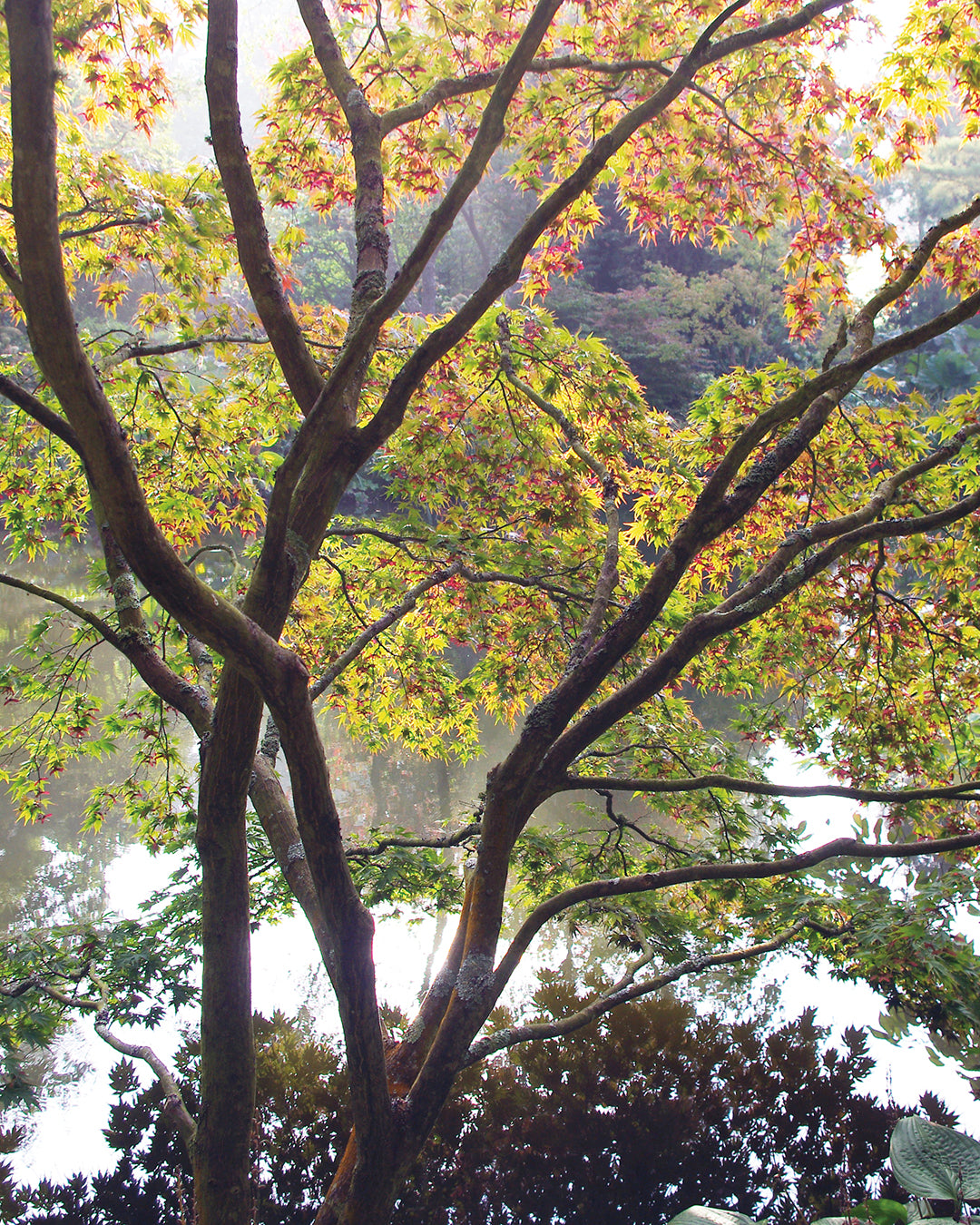 Ein Baum mit grünen und rötlichen Blättern steht an einem sonnenbeschienenen Teich in den Alten Gärten, der im Halbtageskurs "Frischer Wind für alte Gärten" von Dr. Isabelle Van Groeningen am 19.02.2026, von 10:00-13:00 Uhr, im Mittelpunkt steht.