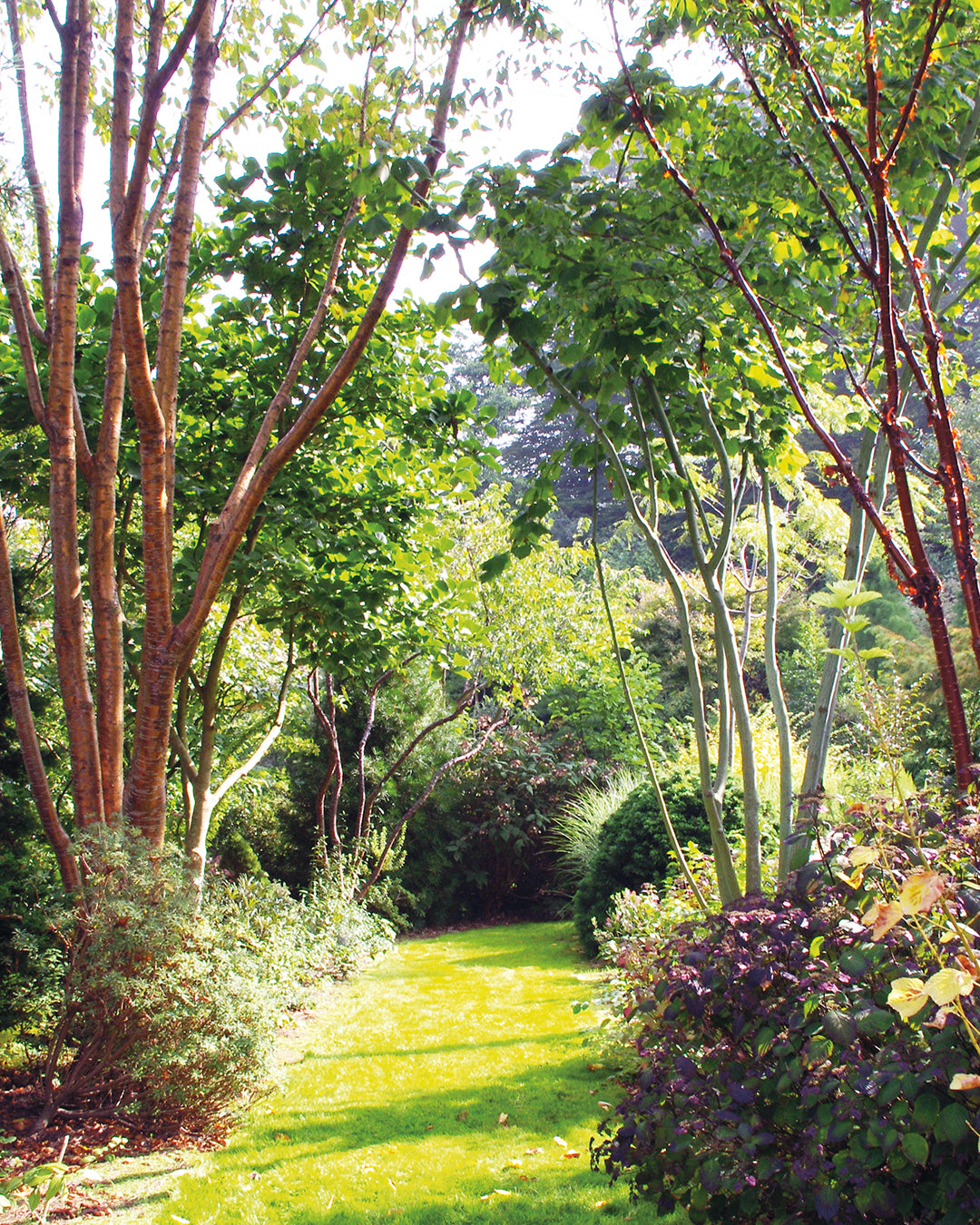 Erleben Sie einen ruhigen, sonnenbeschienenen, von üppigem Grün gesäumten Gartenweg, der an "alte Gärten" im Do. von Dr. Isabelle Van Groeningen erinnert. 19.02.2026 | 10.00-13.00 HALBTAGESKURS: Frischer Wind für alte Gärten.