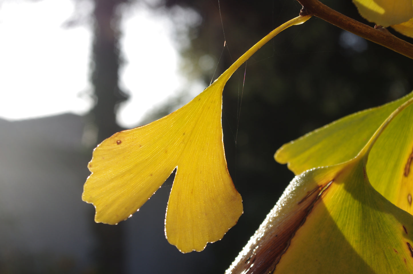 Ein sonnengelbes Ginkgoblatt hebt sich von verschwommenem Grün ab - eine ideale Inspiration für Dr. Isabelle Van Groeningens Halbtageskurs "Top 100: Beste Pflanzen für anspruchsvolle Standorte" am Sa. 21.02.2026, 10.00-13.00 Uhr.
