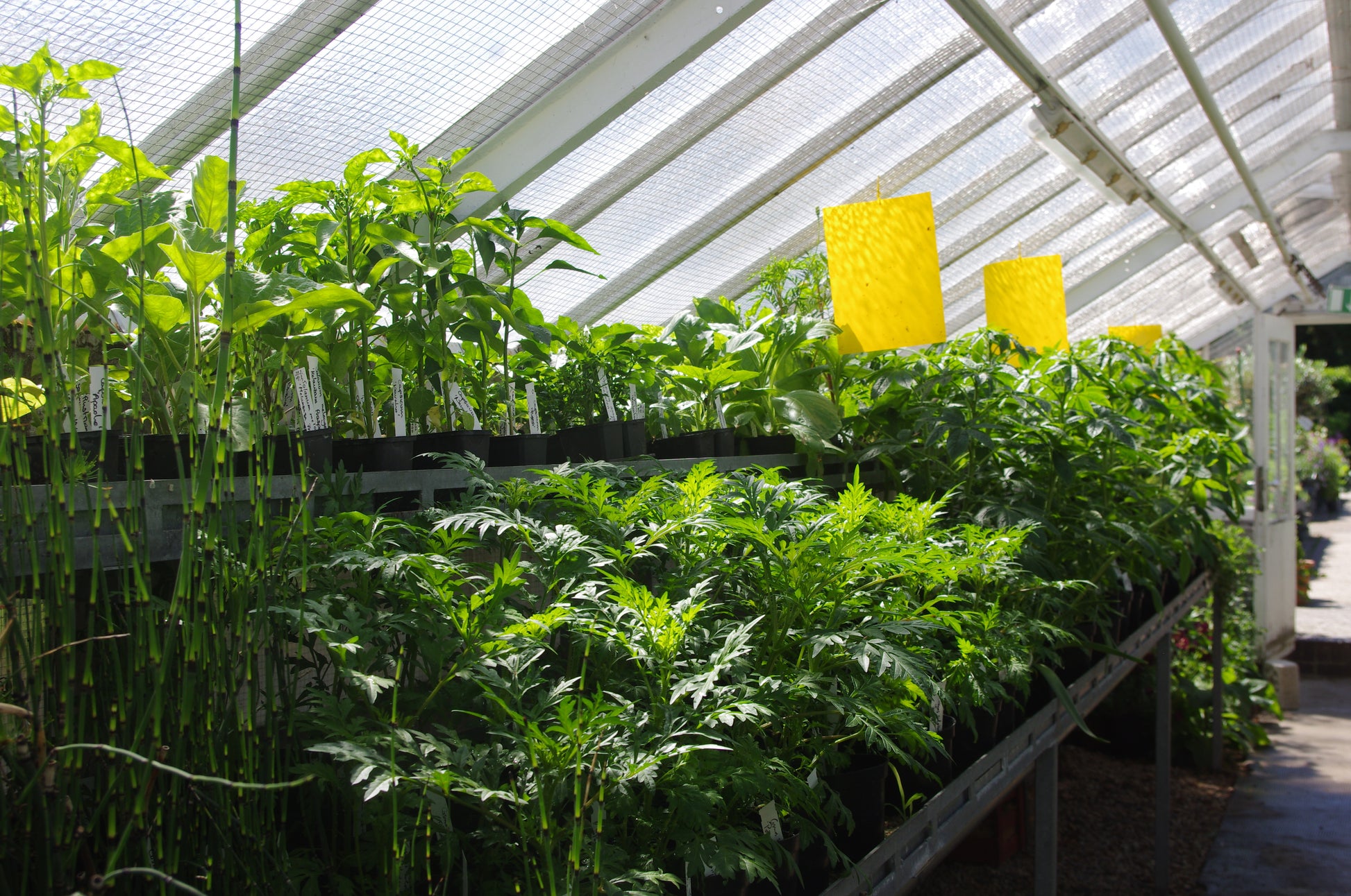 Sa.. 21.03.2026 | 11.00-13.00 WORKSHOP "Aus eigener Anzucht: selbst Pflanzen vermehren" mit Dr. Cathrine Thorpe: Lernen Sie in inspirierender Gewächshaus-Atmosphäre, wie Sie Stauden teilen und neue Pflanzen selbst vermehren können!.