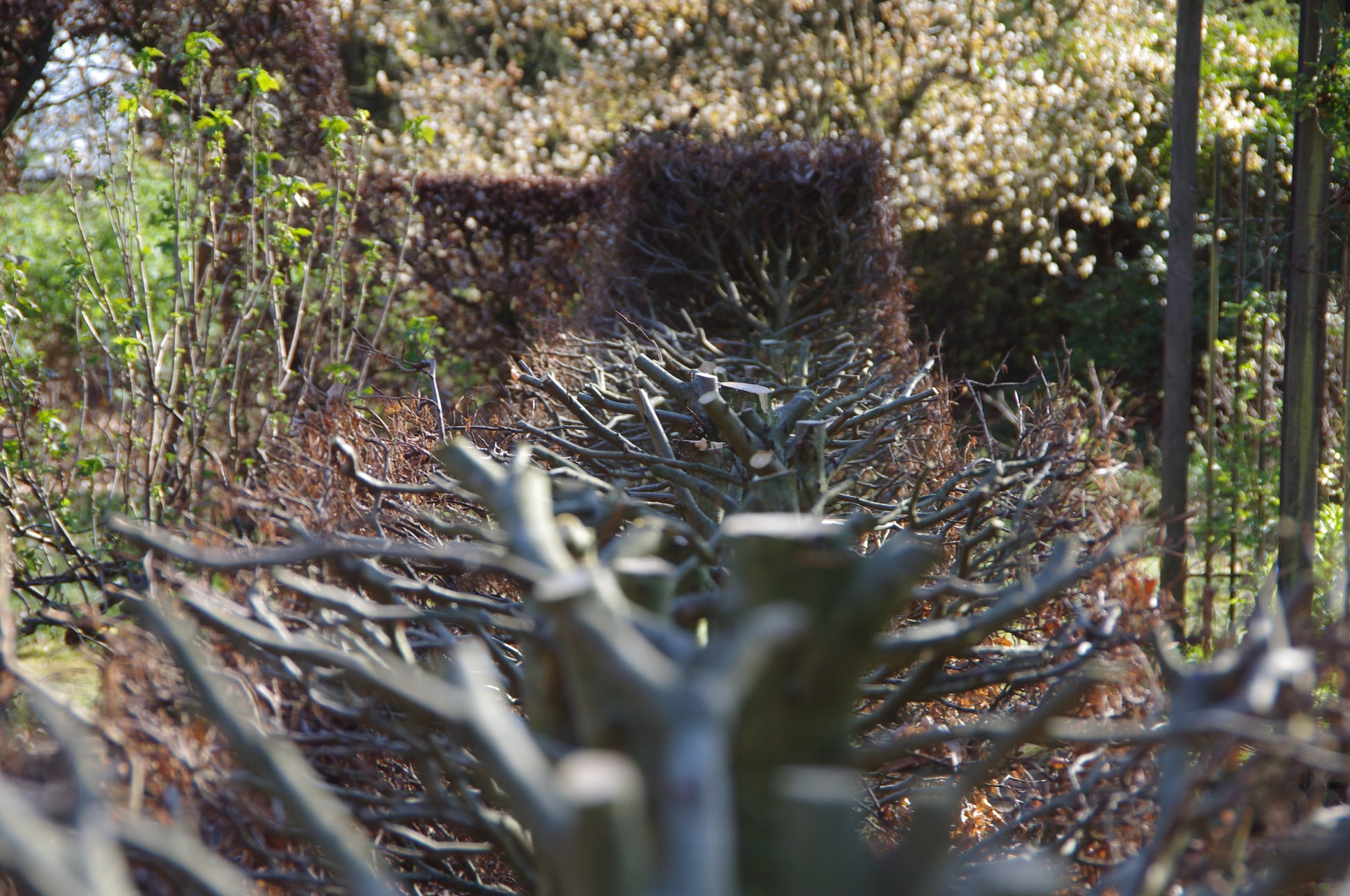 Eine Nahaufnahme von beschnittenen, blattlosen Ästen, die von Gehölzschnitt geformt wurden, bildet einen Tunnel in einem Garten - lassen Sie sich inspirieren im Luciano Lim WORKSHOP Gehölzschnitt am Do. 29.01.2026, 11:00-13:00.