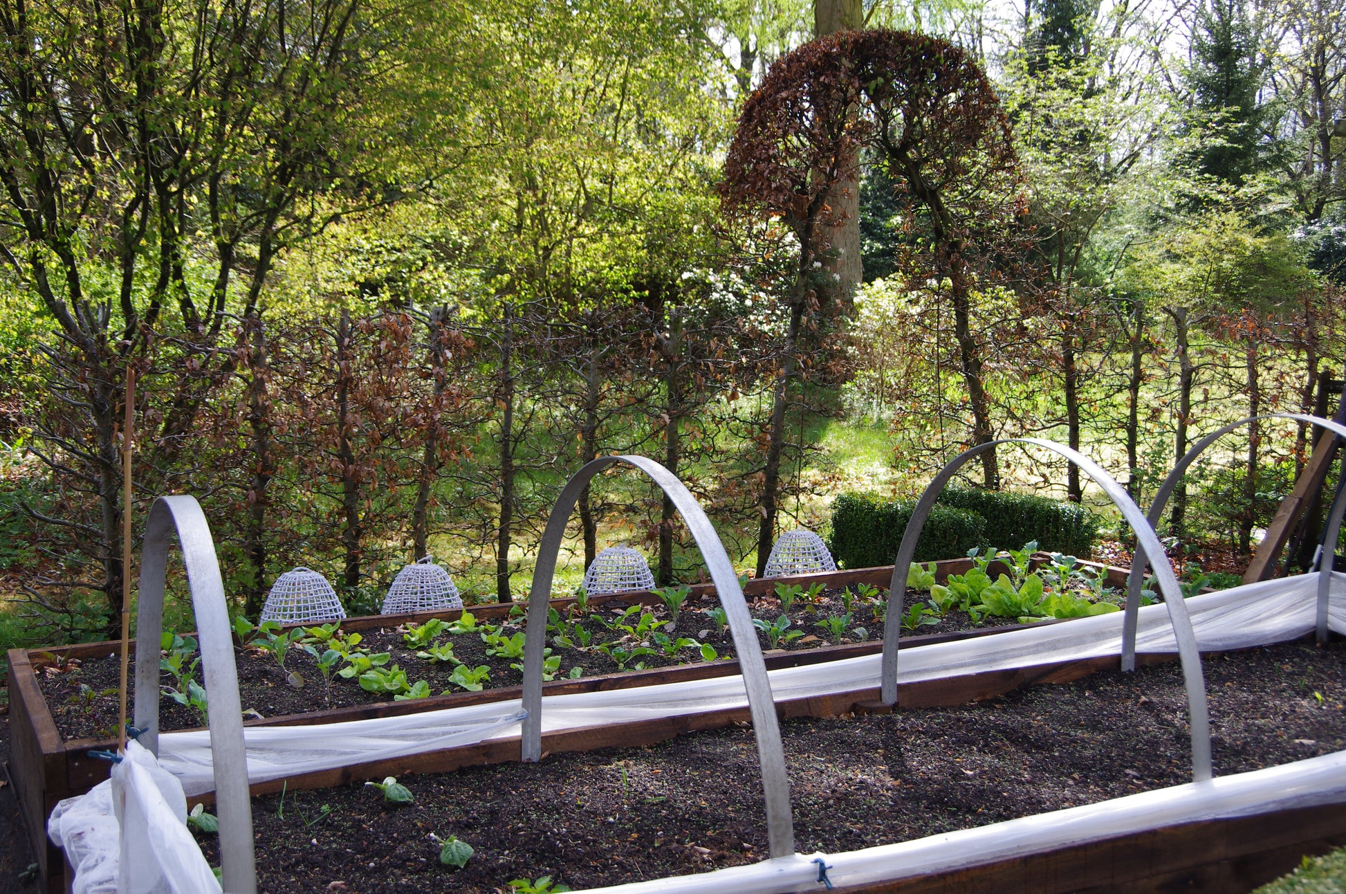 Inmitten von Bäumen und Hecken steht ein Hochbeet mit Erde, Jungpflanzen und Metallnetzen, in das das Sonnenlicht fällt. Inspirationen für den eigenen Garten gibt es auf der "Di. 17.03.2026 | 10.00-12.00 WORKSHOP Hochbeete und andere Gemüsebeete anlegen" von Thea Carlin.