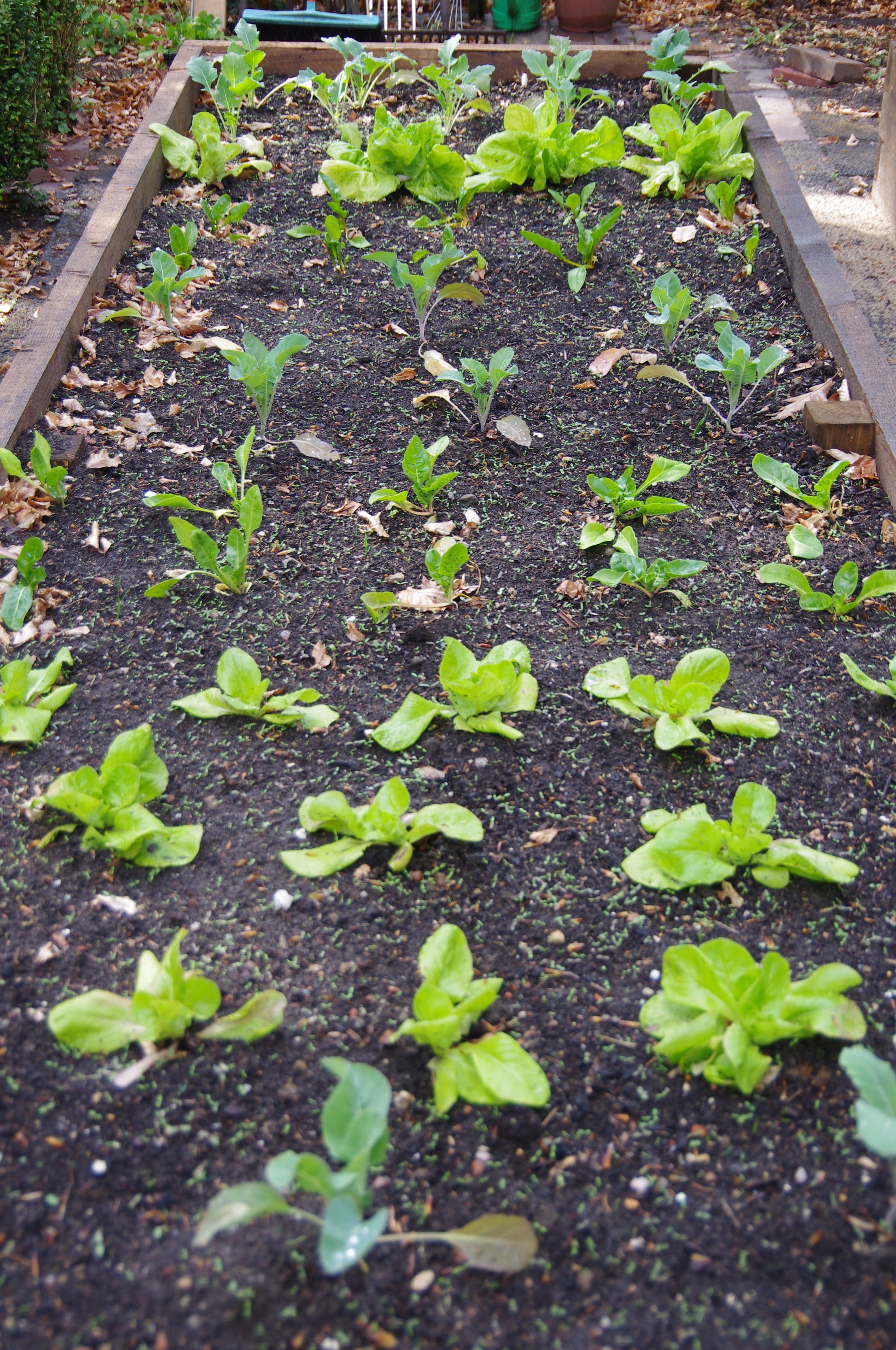Lassen Sie sich inspirieren, Ihr eigenes Gemüsebeet anzulegen - besuchen Sie Thea Carlins "WORKSHOP Hochbeete und andere Gemüsebeete anlegen" am Di. 17.03.2026, 10:00-12:00 Uhr, und lernen Sie, wie man üppige Hochbeete mit Blattgemüse wie Kopfsalat und Kohl anlegt.
