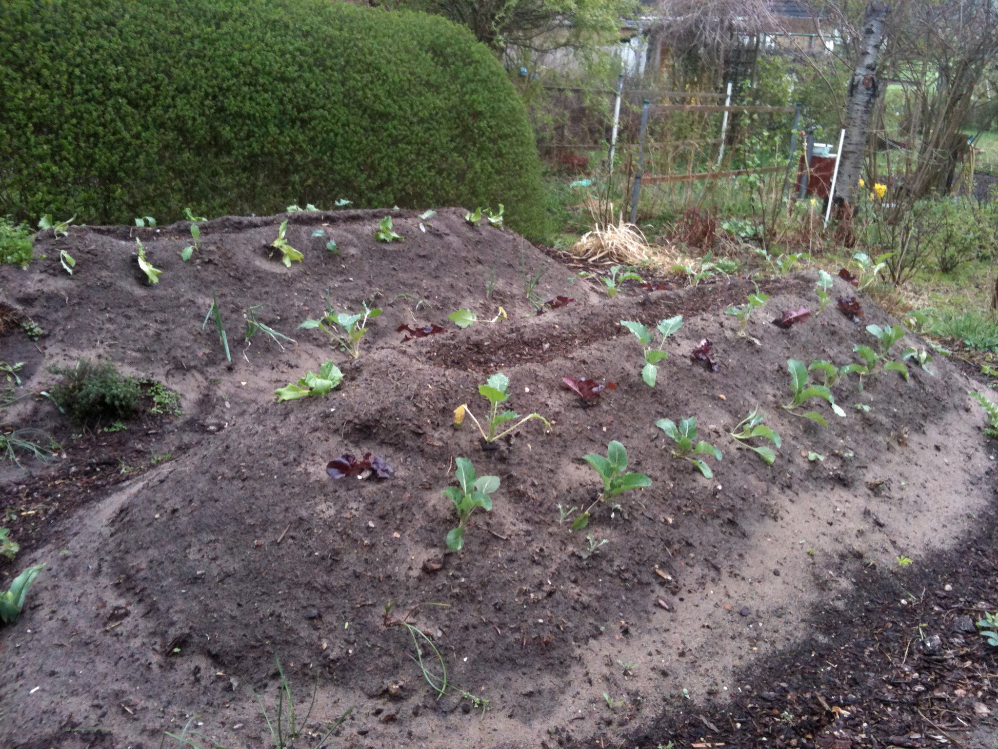 Lassen Sie sich beim WORKSHOP "Hochbeete und andere Gemüsebeete anlegen" von Thea Carlin am Di, 17.03.2026, 10:00-12:00 Uhr, für Ihr nächstes Gemüsebeet inspirieren - perfekt, um Gartenideen zu verwirklichen!.