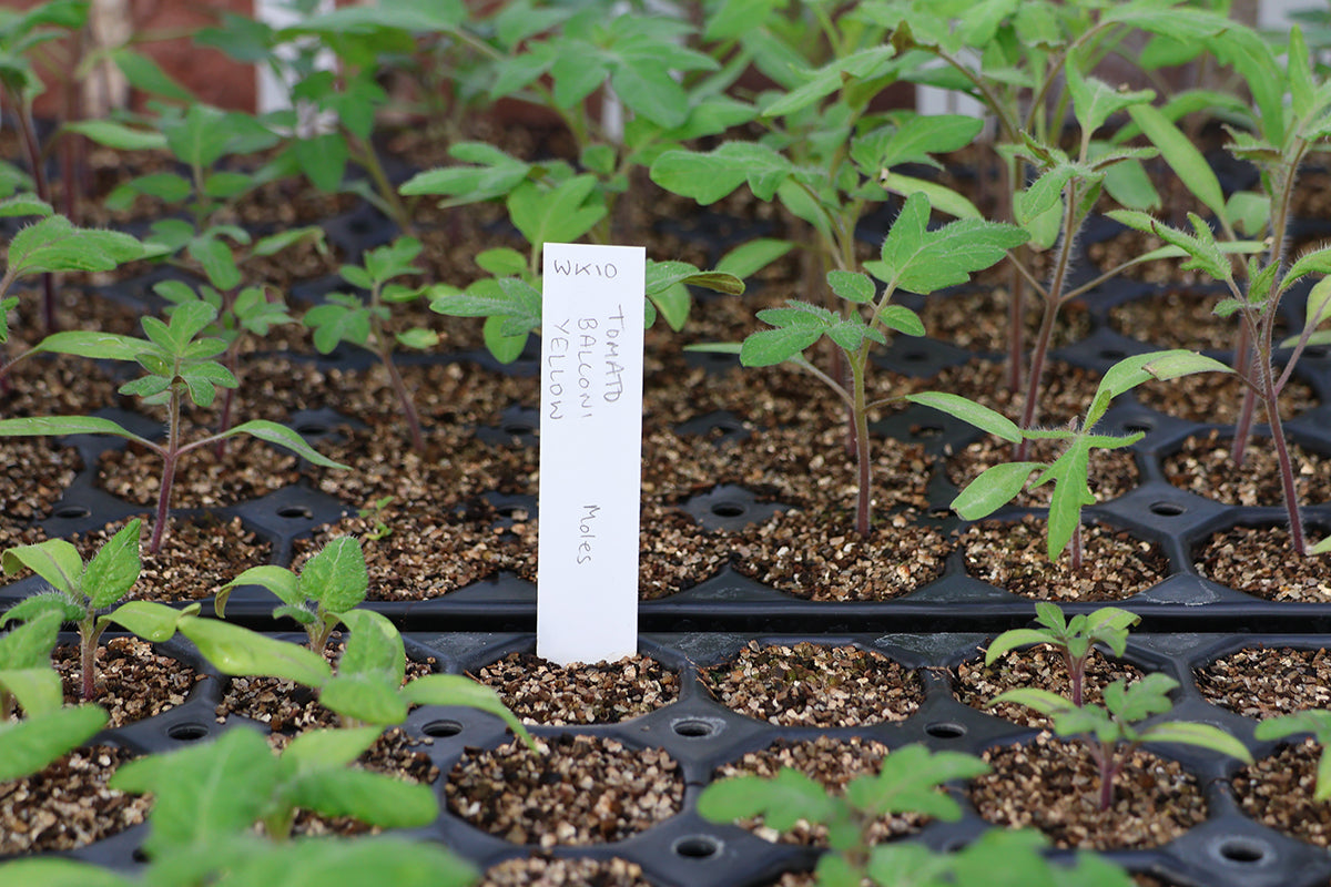 Nahaufnahme von jungen Tomatensetzlingen in schwarzen Schalen mit dem Etikett "Tomato Yellow, Marcs" - die perfekte Inspiration für den Workshop von Dr. Cathrine Thorpe: Sa. 21.03.2026 | 11.00-13.00 WORKSHOP Aus eigener Anzucht: selbst Pflanzen vermehren.