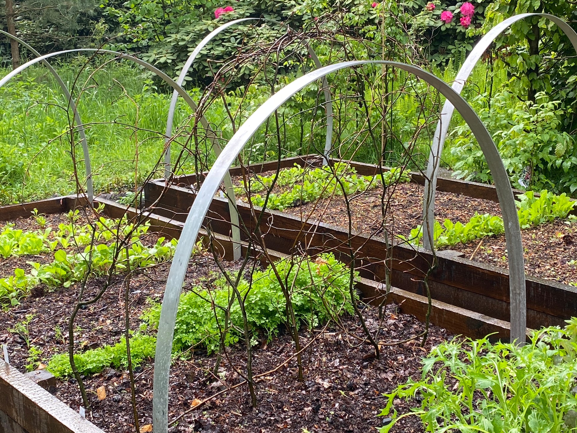 Lassen Sie sich inspirieren von Thea Carlins Workshop "Hochbeete und andere Gemüsebeete anlegen" am Di. 17.03.2026, 10-12 Uhr - perfekt für alle, die Hochbeete bauen und ihr eigenes Gemüse anbauen wollen!.