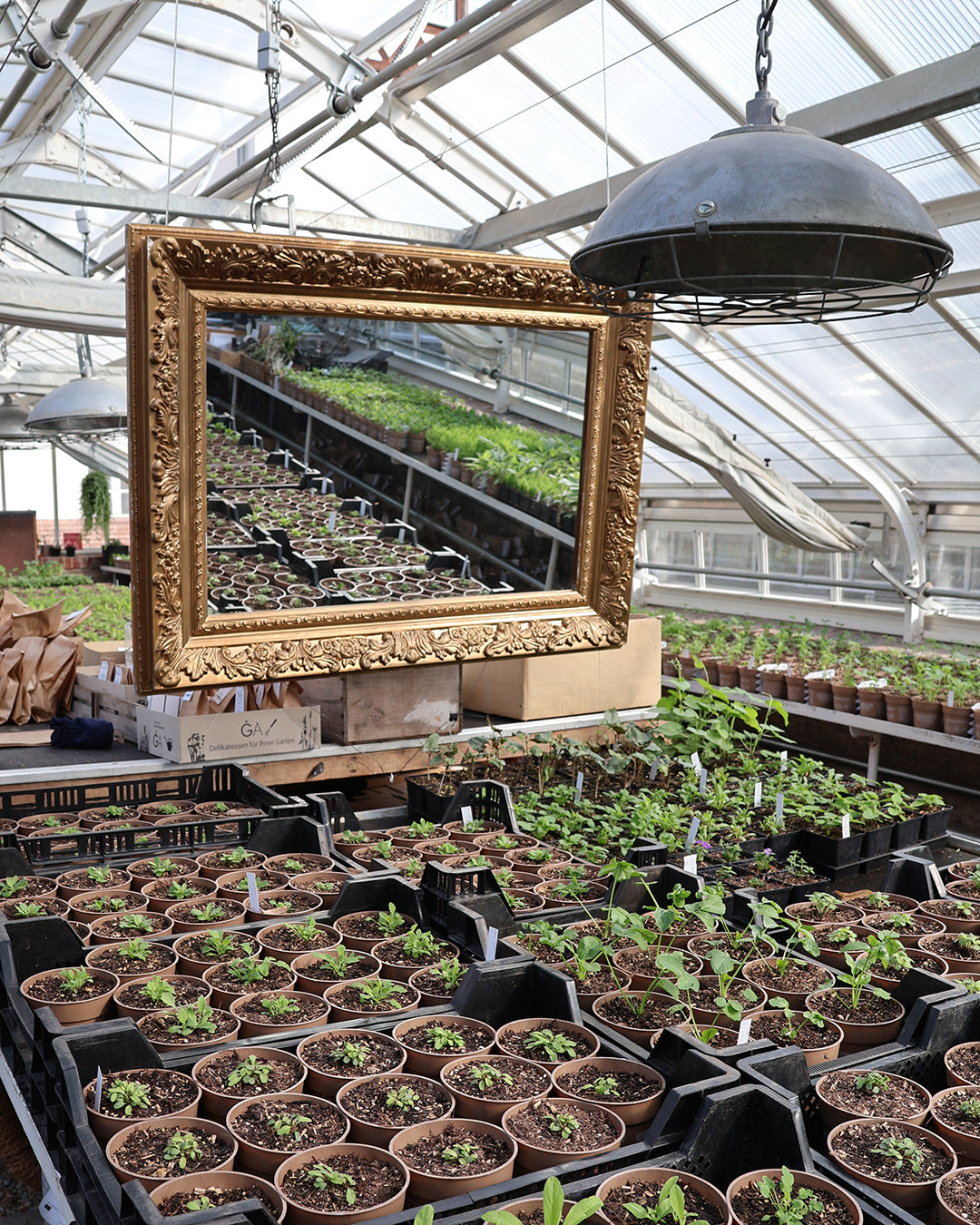 Ein farbenfroher, glasüberdachter Workshop-Garten, perfekt für die Pflanzenvermehrung, erwacht mit getopften Setzlingen zum Leben. Ein goldgerahmter Spiegel reflektiert die Pflanzenreihen während Dr. Cathrine Thorpes Workshop "Aus eigener Anzucht: selbst Pflanzen vermehren" am Sa. 21.03.2026, 14-16 Uhr.