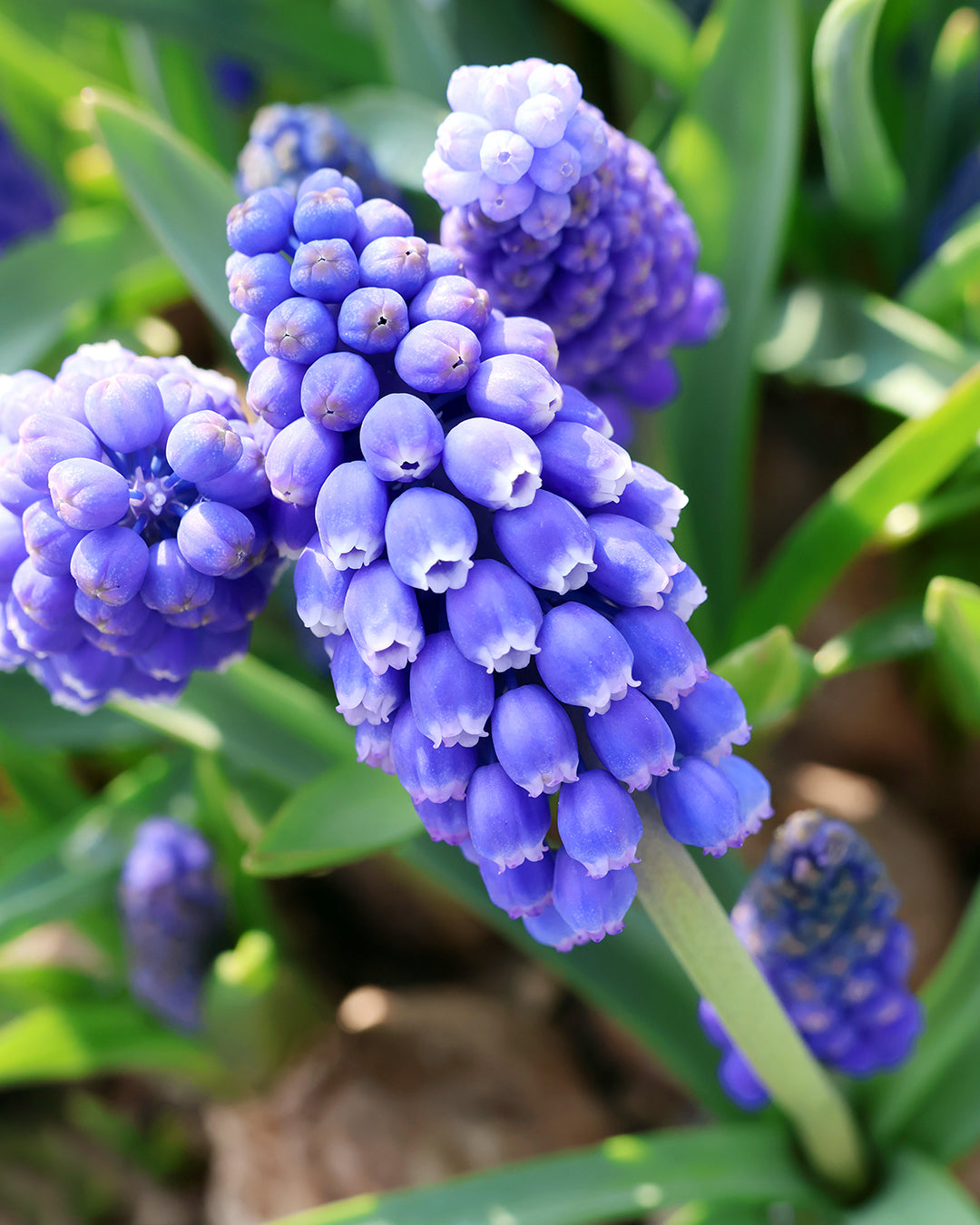 Erleben Sie leuchtend violett-blaue Traubenhyazinthenblüten und grünes Laub im abendlichen Licht bei "Mi. 18.03.2026 | 16.00-17.00 ABENDLICHTFÜHRUNG Die frühen Gartenschätze" in der Königlichen Gartenakademie.