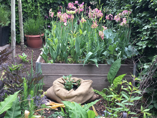 Ein erhöhtes hölzernes Hochbeet mit großen rosa und lila Blüten ist von Grünpflanzen umgeben. Vorne deutet eine junge Pflanze in Sackleinen auf Thea Carlins WORKSHOP "Hochbeete und andere Gemüsebeete anlegen" am Di. 17.03.2026, 10-12 Uhr.