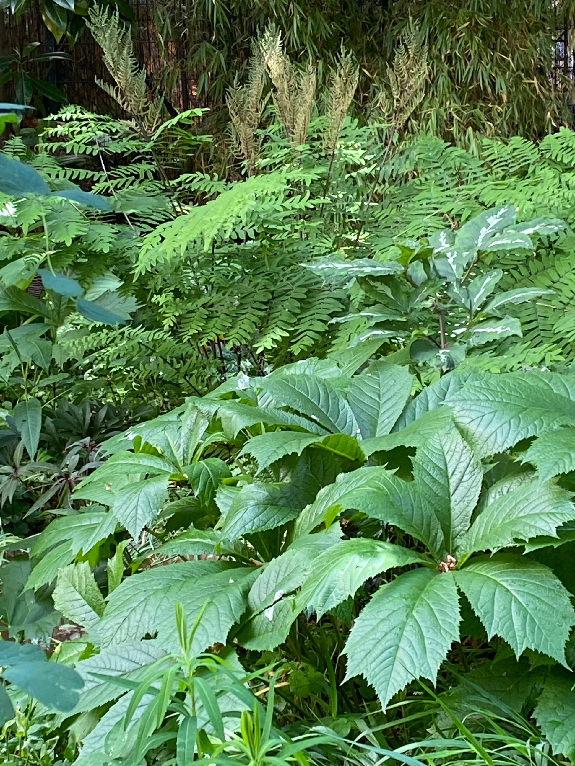 Üppig grünes Laub und breitblättrige Pflanzen schaffen eine lebendige Natur - die perfekte Inspiration für Gartenpflege-Fans. Besuchen Sie den Meisterkurs der Königlichen Gartenakademie vom 03.02. bis 04.02.2026 und vertiefen Sie Ihr Wissen!.