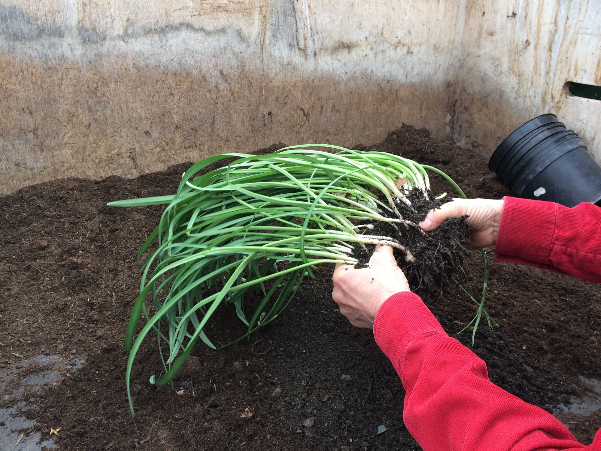 Beim "WORKSHOP Aus eigener Anzucht: selbst Pflanzen vermehren" von Dr. Cathrine Thorpe (Sa. 21.03.2026, 11:00-13:00) trennt eine Teilnehmerin in roten Ärmeln grüne Setzlinge mit freiliegenden Wurzeln für das Umpflanzen ab, während daneben ein schwarzer Plastiktopf ruht.