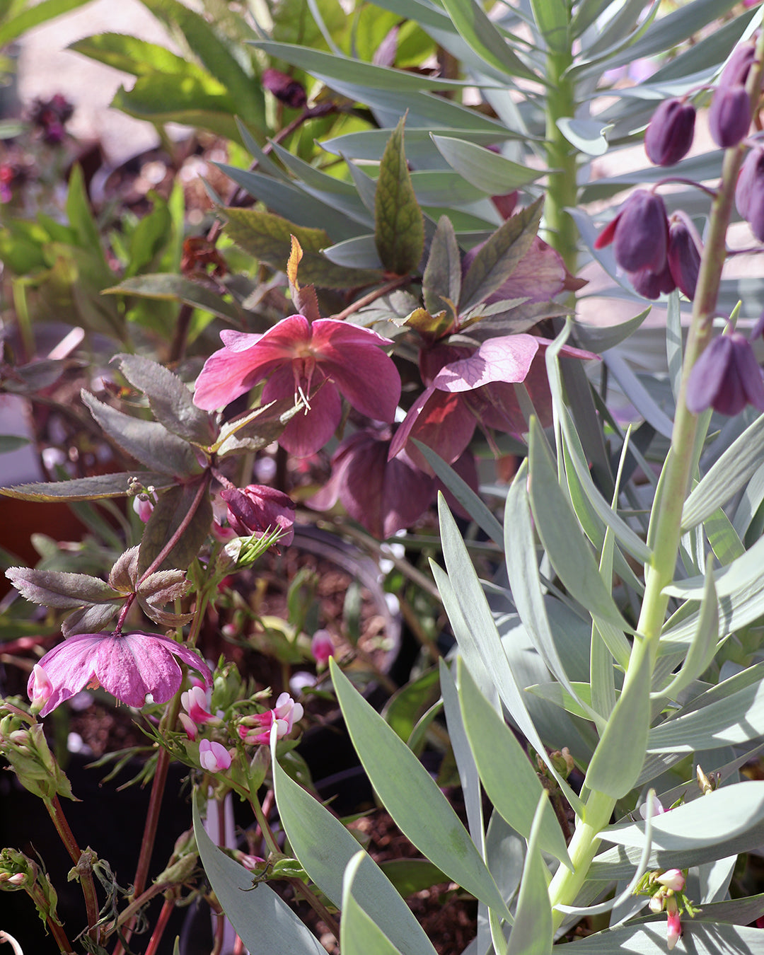 Entdecken Sie die Geheimnisse eines blühenden Schattengartens bei Dr. Isabelle Van Groeningen's "Mi. 18.02.2026 | 13.30-16.30 HALBTAGESKURS Geheimnisse eines funktionierenden Schattengartens" - perfekt für Fans von Blattgrün, Nieswurz und bunten Blumen!.