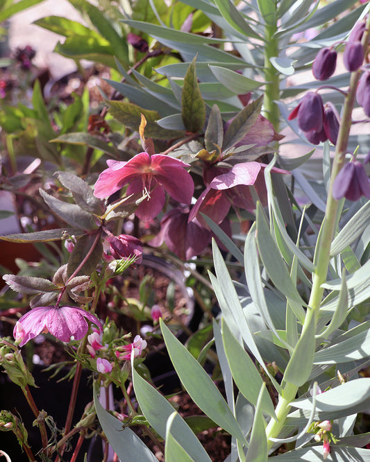 Entdecken Sie die Geheimnisse eines blühenden Schattengartens bei Dr. Isabelle Van Groeningen's "Mi. 18.02.2026 | 13.30-16.30 HALBTAGESKURS Geheimnisse eines funktionierenden Schattengartens" - perfekt für Fans von Blattgrün, Nieswurz und bunten Blumen!.