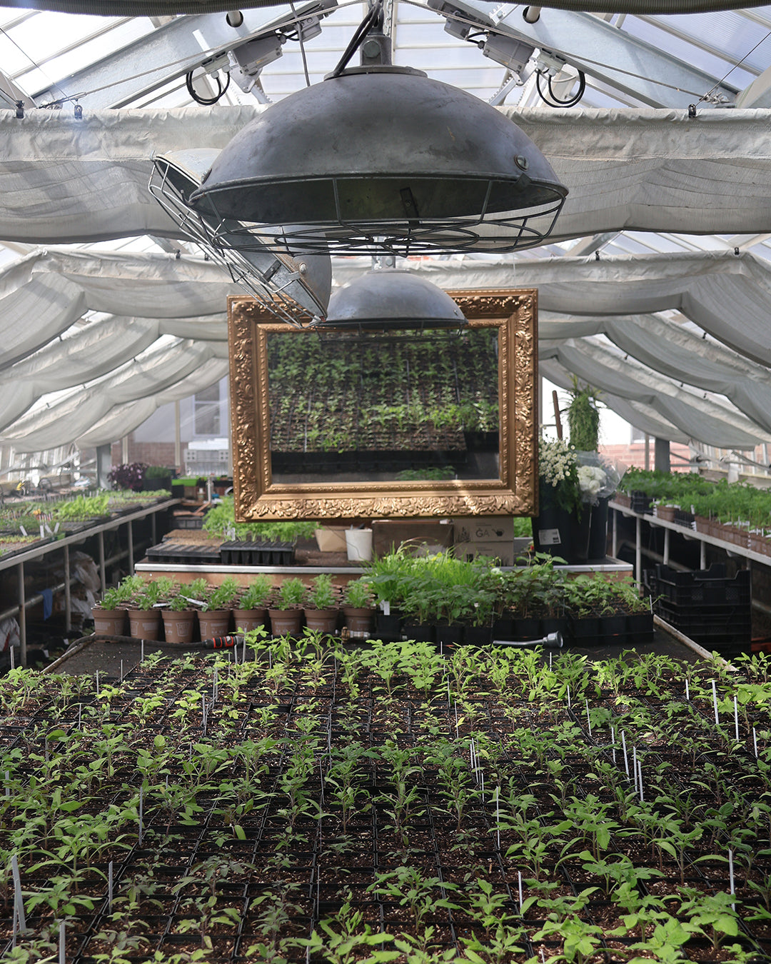 Ein Gewächshaus mit Reihen von Jungpflanzen, Tontischen und einem goldgerahmten Spiegel unter Wachstumslicht - ideal für Dr. Cathrine Thorpes Sa. 21.03.2026 | 11-13h WORKSHOP Aus eigener Anzucht: selbst Pflanzen vermehren. Weißer Stoff drapiert die Decke.
