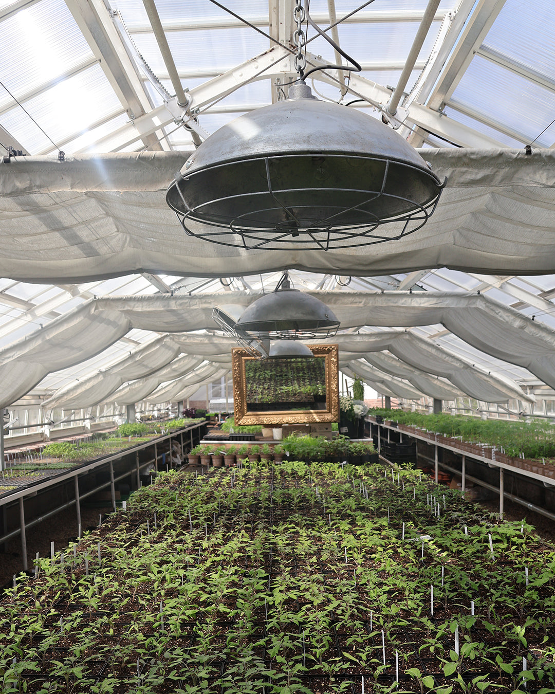 Reihen von Jungpflanzen wachsen in Erdbeeten unter hellem Licht im Gewächshaus, ein Spiegel reflektiert die Szene - eine Hommage an Dr. Cathrine Thorpes WORKSHOP "Aus eigener Anzucht: selbst Pflanzen vermehren", Sa. 21.03.2026, 14-16 Uhr.