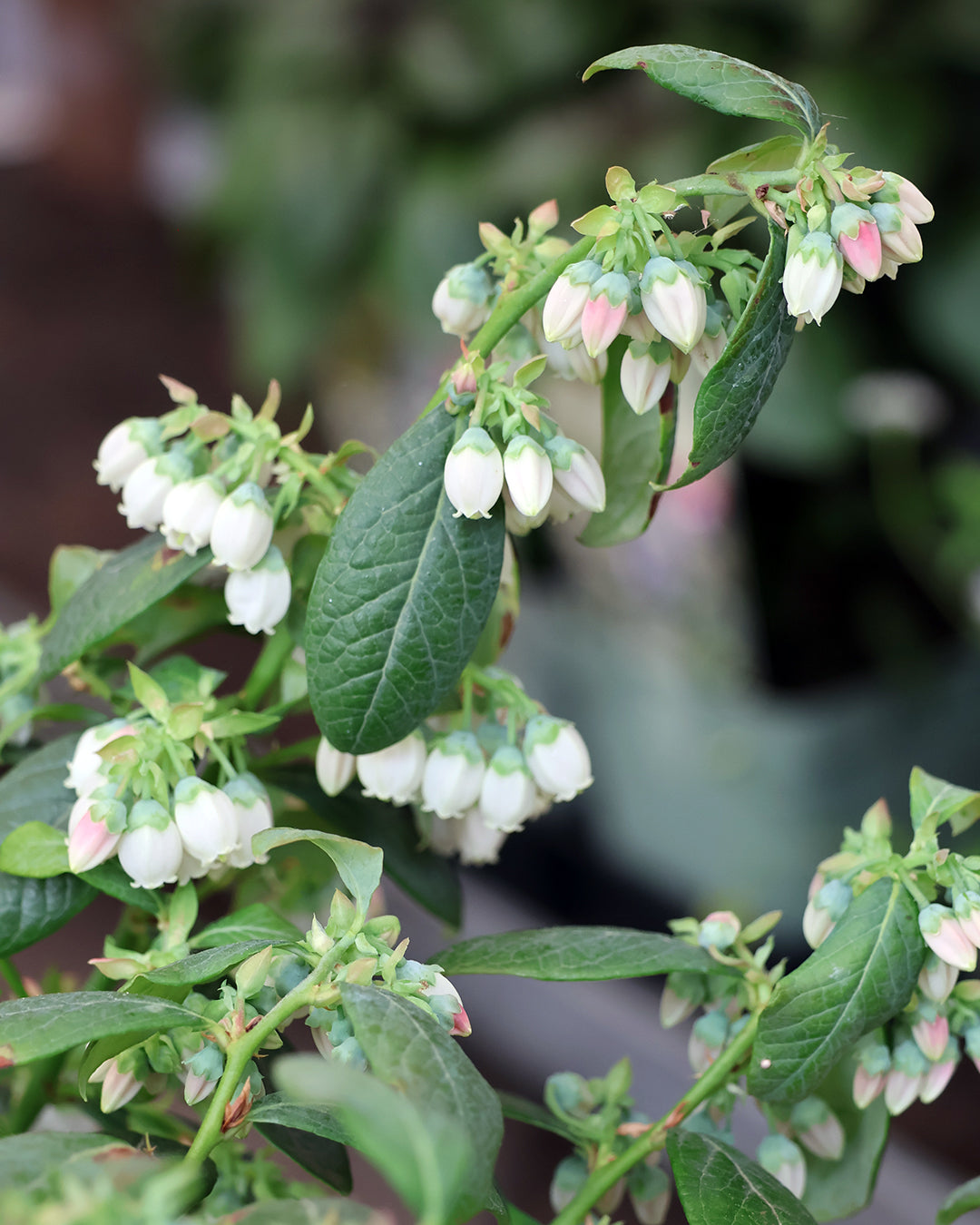 Nahaufnahme von Büscheln kleiner, glockenförmiger weißer und zartrosa Heidelbeerblüten mit grünen Blättern -perfekt für nachhaltige Bepflanzung, wie im HALBTAGESKURS "Dachterrassen und Balkonbepflanzung" von Astrid Torrens am Di. 10.03.2026, 10-13 Uhr.