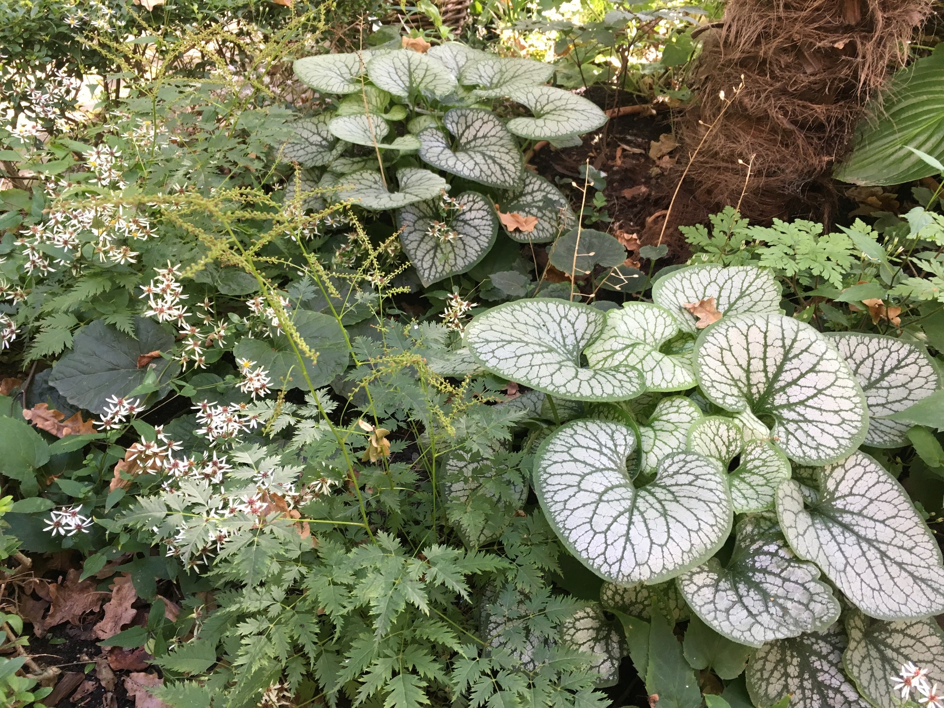 Große, silbrig geäderte Blätter mischen sich mit kleinem grünen Laub und weißen sternförmigen Blüten in einem schattigen Beet - genau wie in Dr. Isabelle Van Groeningens "Mi. 18.02.2026 | 13.30-16.30 HALBTAGESKURS Geheimnissen eines funktionierenden Schattengartens".