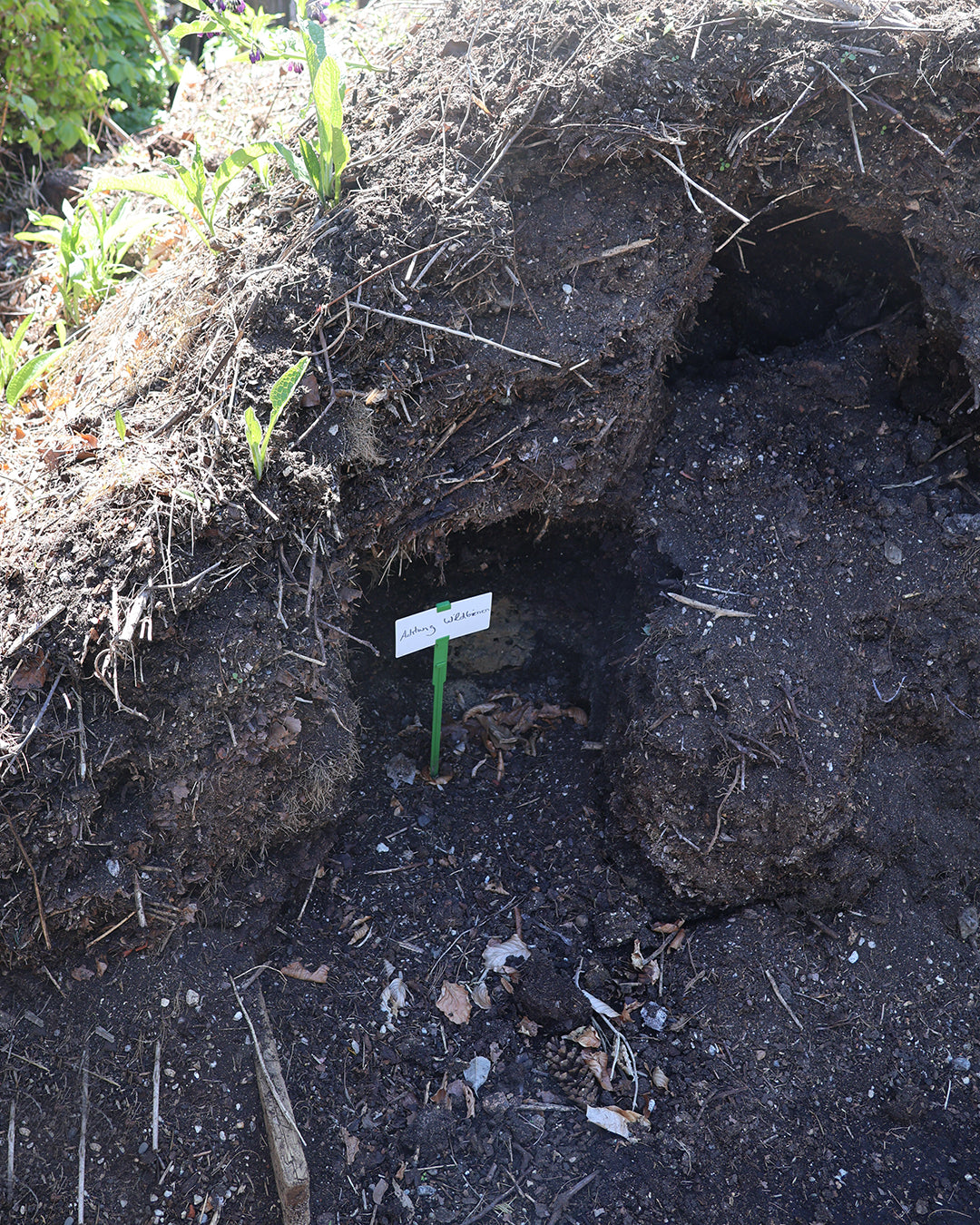 Eine kleine Grünpflanze wächst in reichhaltiger, mit Kompost angereicherter Erde in Thea Carlins "Di. 24.03.2026 10.00-11.30 WORKSHOP Kompost: Das wahre Gold des Gärtners", umgeben von Grünzeug und beschriftet mit "Labna suitec".