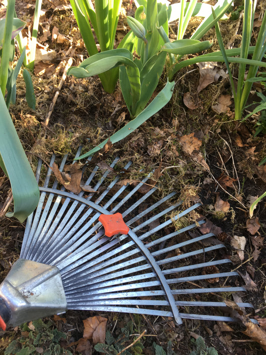 Eine Metallharke mit orangefarbenem Knauf liegt auf dem Gartenboden, ideal für alle, die sich auf den Frühling vorbereiten - genau wie der Mi. 18.03.2026 | 10-12 Uhr WORKSHOP "Frühlingsfit" der Königlichen Gartenakademie: Wie bereite ich meinen Garten auf die neue Saison vor?.