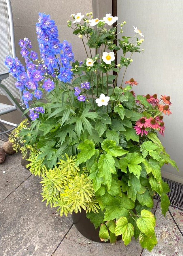 Der Astrid Torrens HALBTAGESKURS "Dachterrassen und Balkonbepflanzung" am 10.03.2026 (10:00-13:00 Uhr) zeigt, wie man mit Rittersporn, Gänseblümchen, Sonnenhut und üppigem Laub farbenfrohe Pflanzgefäße für Balkone und Terrassen gestaltet.