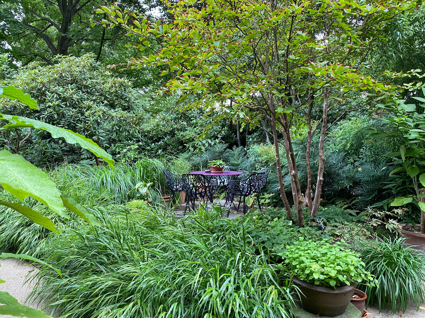 Genießen Sie die Aussicht auf den Garten mit schwarzen, verzierten Stühlen und einem kleinen Tisch inmitten von üppigem Laub und Topfpflanzen, alles in einer schattigen Umgebung, die von der Staudenbepflanzung inspiriert ist, beim Meisterkurs Gartenpflege der Königlichen Gartenakademie am 3. und 4. Februar 2026.
