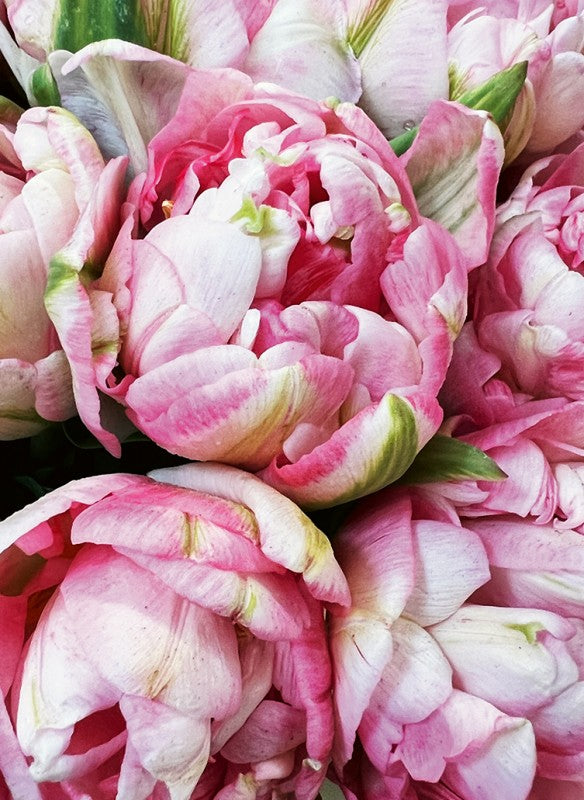 Nahaufnahme von Tulpenglück aus dem Callwey Verlag: mehrere rosafarbene Tulpen mit gekräuselten Blütenblättern, einem Hauch von Weiß und Grün. Ihre dichten Blüten bilden eine lebendige Blumenpracht - perfekt für jeden Gartentraum.