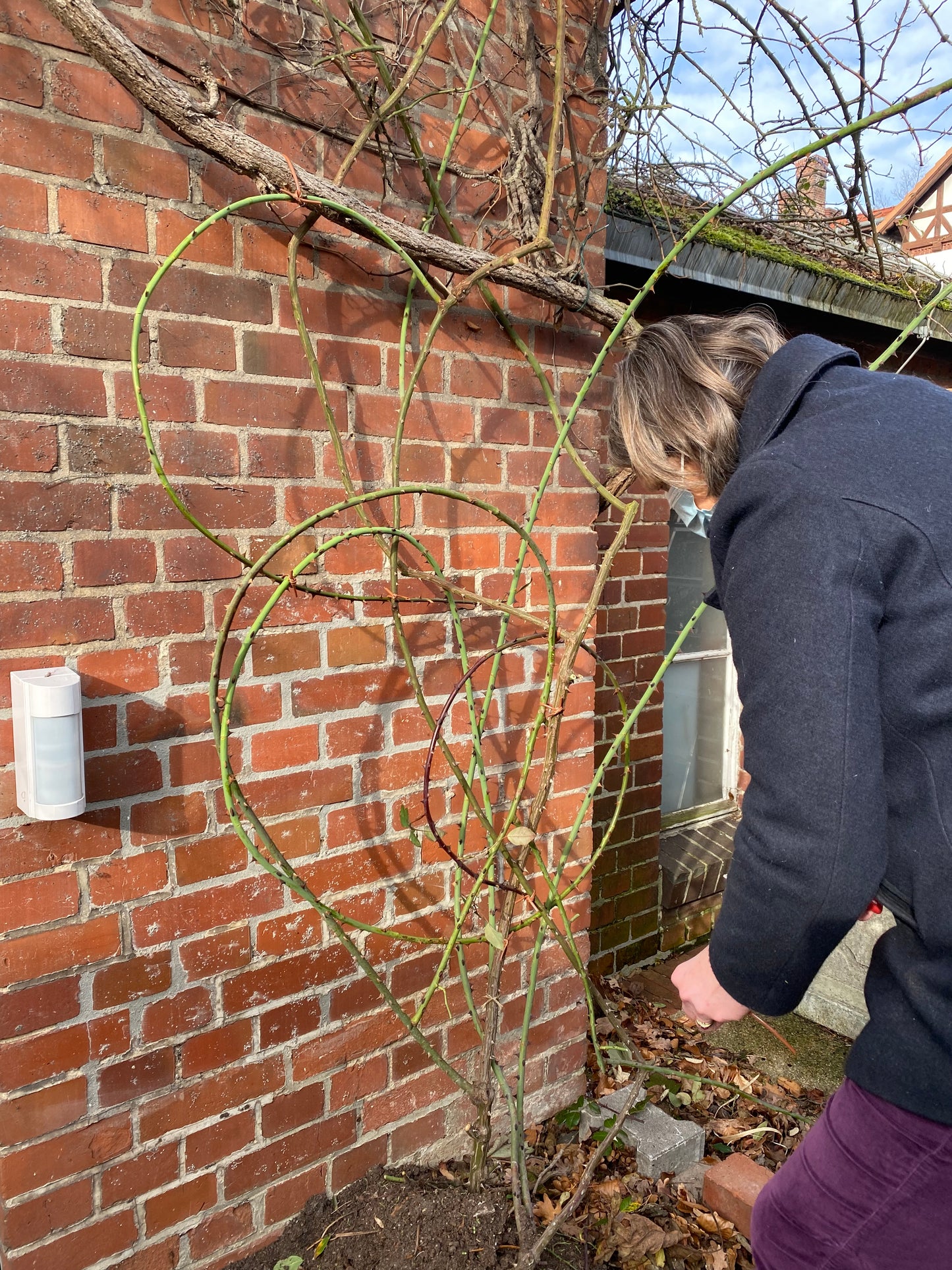 Eine Person in einem dunklen Mantel pflegt zu Herzen geformte Rosenzweige in der Nähe einer Backsteinmauer, die eine nachdenkliche Gartenpflege widerspiegelt. Eine weiße Leuchte schmückt die Szene und spiegelt den Geist der Meisterklasse Gartenpflege der Königlichen Gartenakademie wider.