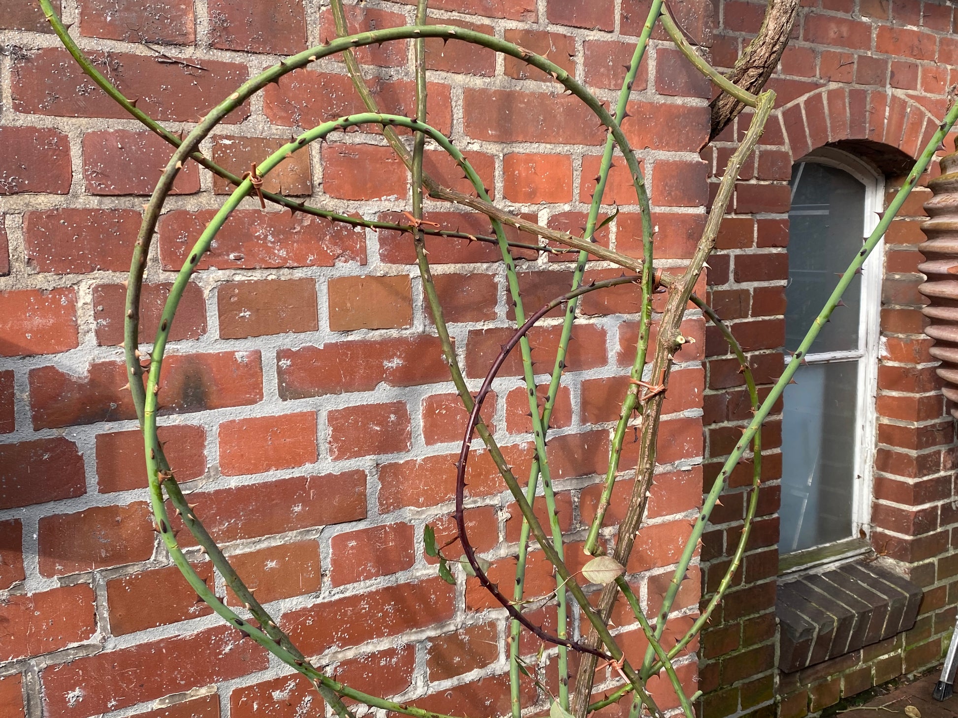 Grüne Rosenstöcke schlängeln sich an einer roten Backsteinmauer entlang, die von einem weiß gerahmten Bogenfenster und einem braunen Fallrohr gesäumt wird und die Sorgfalt widerspiegelt, die in der Di. 03.02.2026 & Mi. 04.02.2026 Meisterkurs Gartenpflege der Königlichen Gartenakademie.