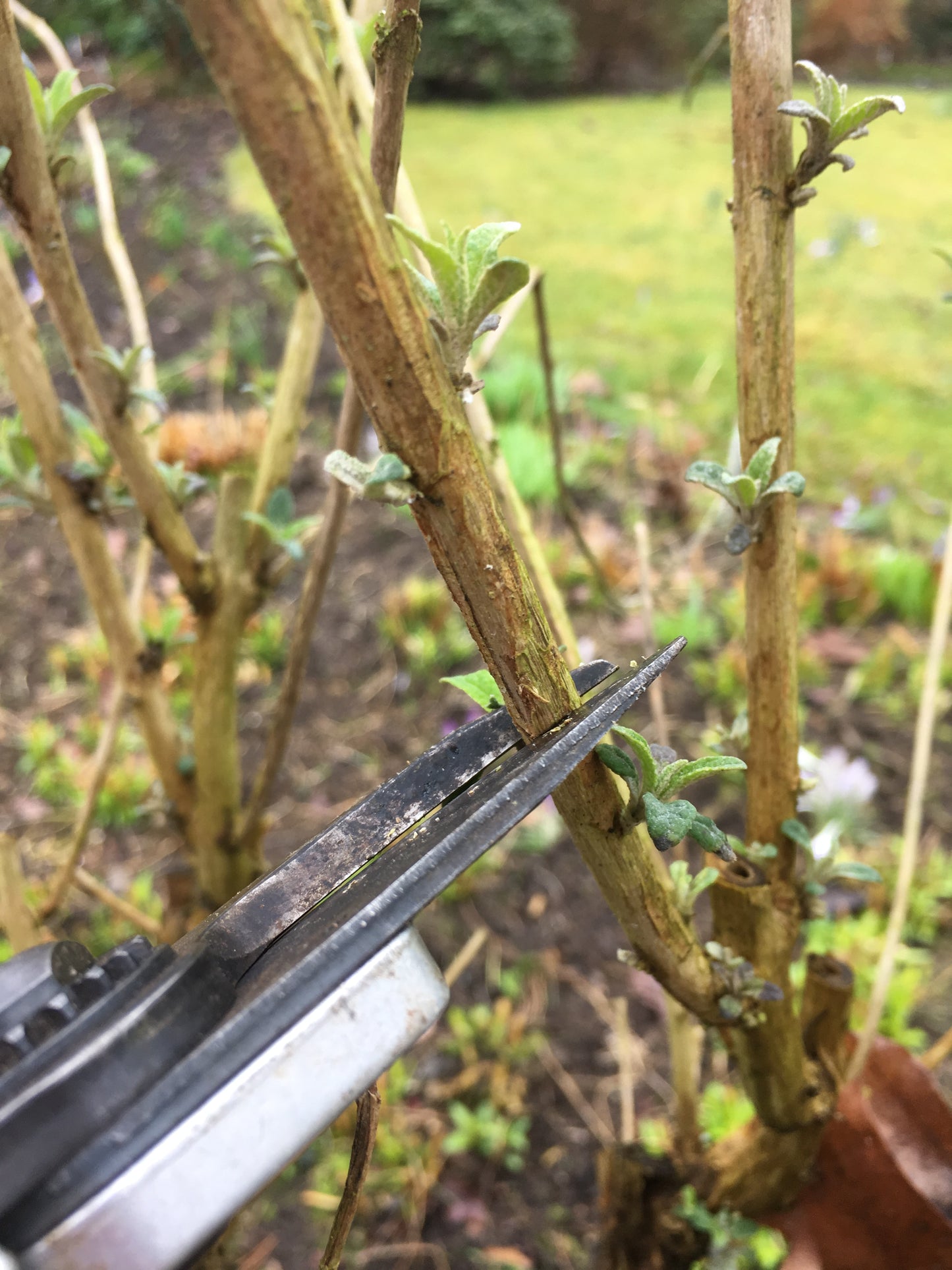 Nahaufnahme einer Schere beim Schneiden eines knospenden Stängels, während Sie Ihren Garten im März vorbereiten, geführt von der Königlichen Gartenakademie "Mi. 04.03.2026 | 15.00-16.30 RUNDGANG Was zu tun ist im Garten im März." Der Garten ist reich an Erde und Gras.