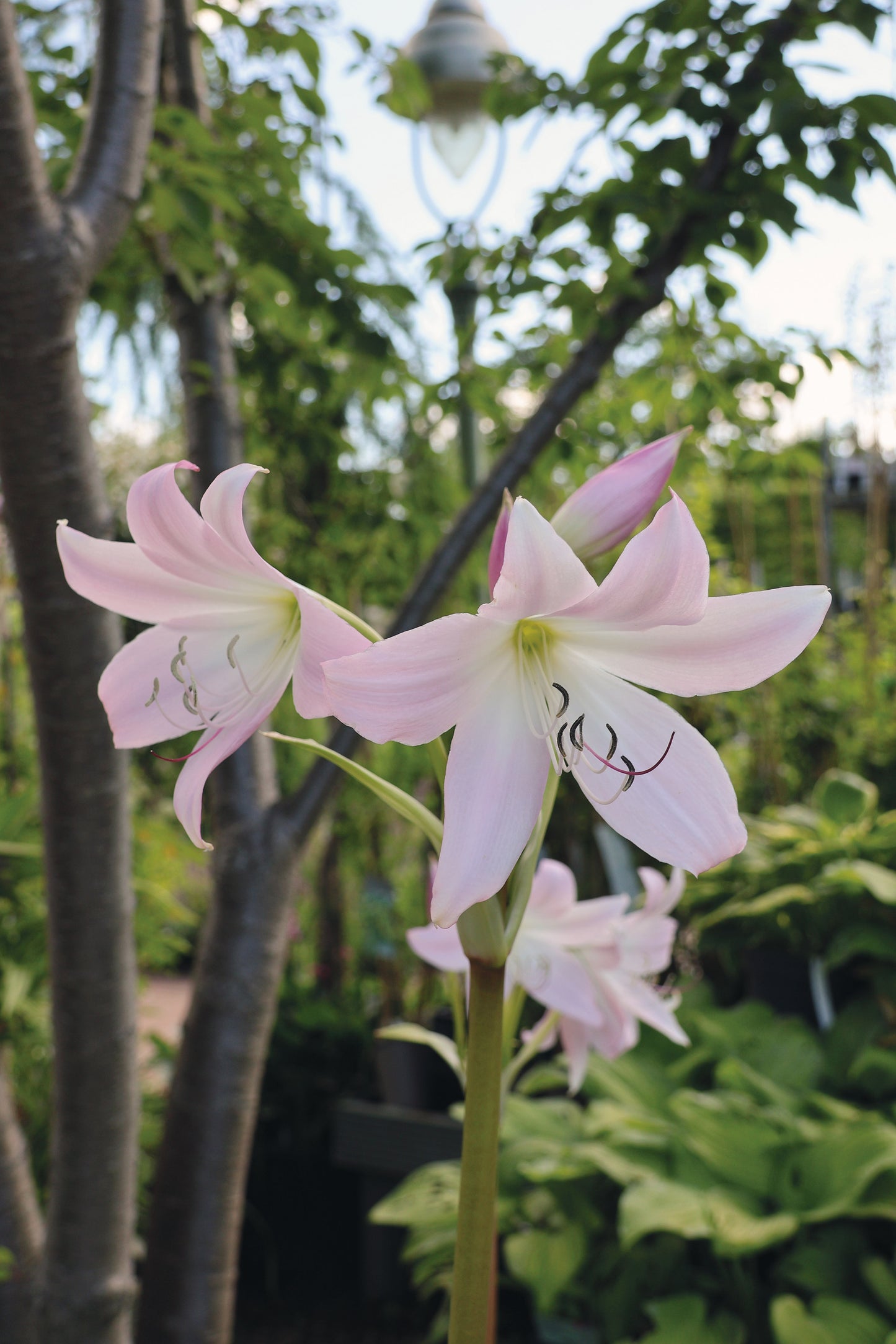 Zwei blassrosa Lilien blühen inmitten von üppigem Grün in einem schattigen Garten und veranschaulichen die Geheimnisse, die in Dr. Isabelle Van Groeningens Mi. 18.02.2026 | 13.30-16.30 HALBTAGESKURS: Geheimnisse eines funktionierenden Schattengartens.