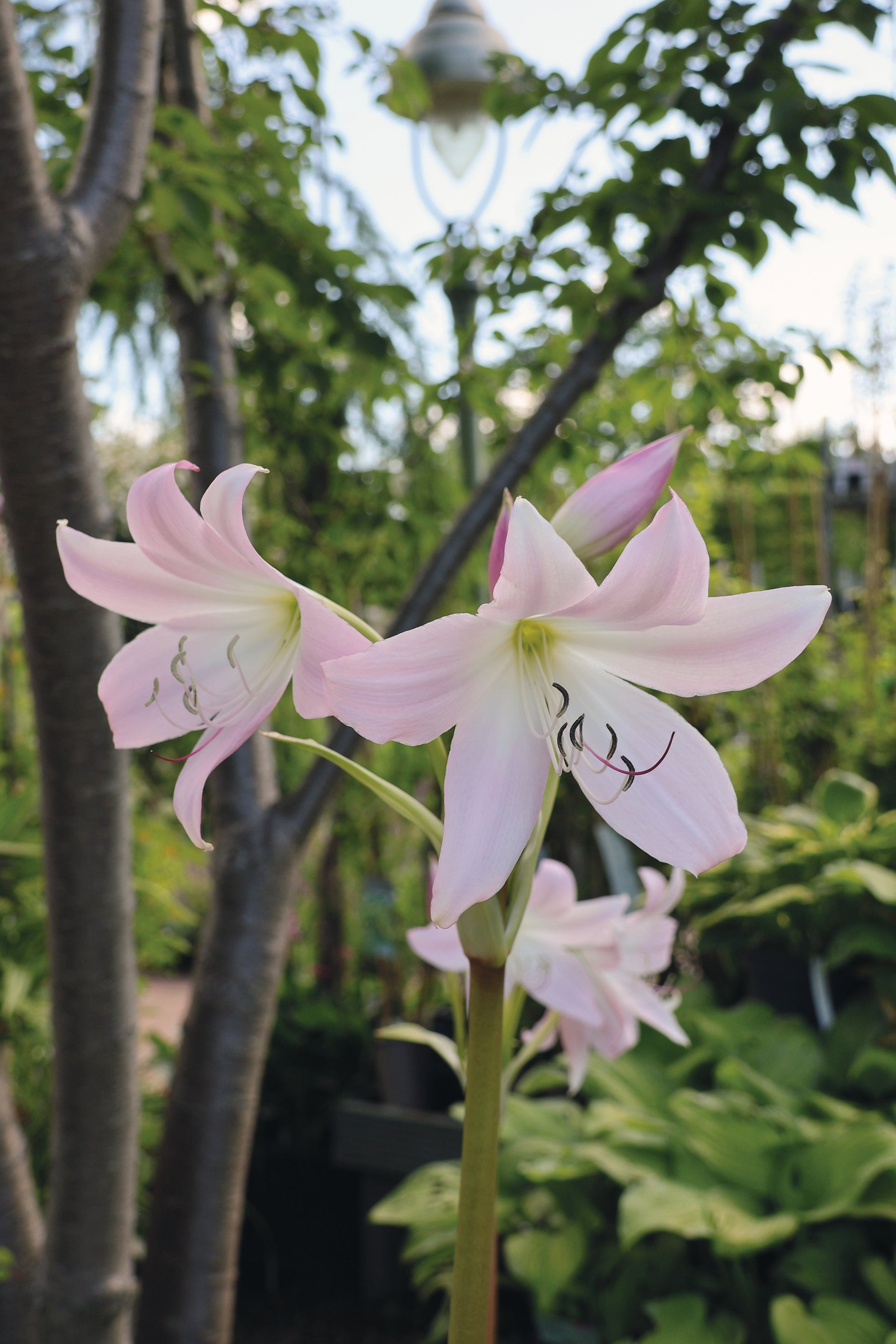 Zwei blassrosa Lilien blühen inmitten von üppigem Grün in einem schattigen Garten und veranschaulichen die Geheimnisse, die in Dr. Isabelle Van Groeningens Mi. 18.02.2026 | 13.30-16.30 HALBTAGESKURS: Geheimnisse eines funktionierenden Schattengartens.