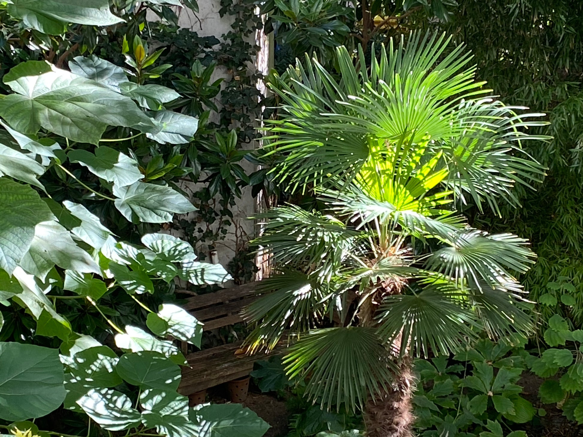 Eine sonnenbeschienene Palme mit fächerförmigen Blättern steht inmitten üppiger Schattengartenpflanzen, die Dr. Isabelle Van Groeningen zu ihrem Mi. 18.02.2026 | 13.30-16.30 HALBTAGESKURS über die Geheimnisse eines blühenden Schattengartens. Eine Holzbank lugt im Hintergrund hervor.