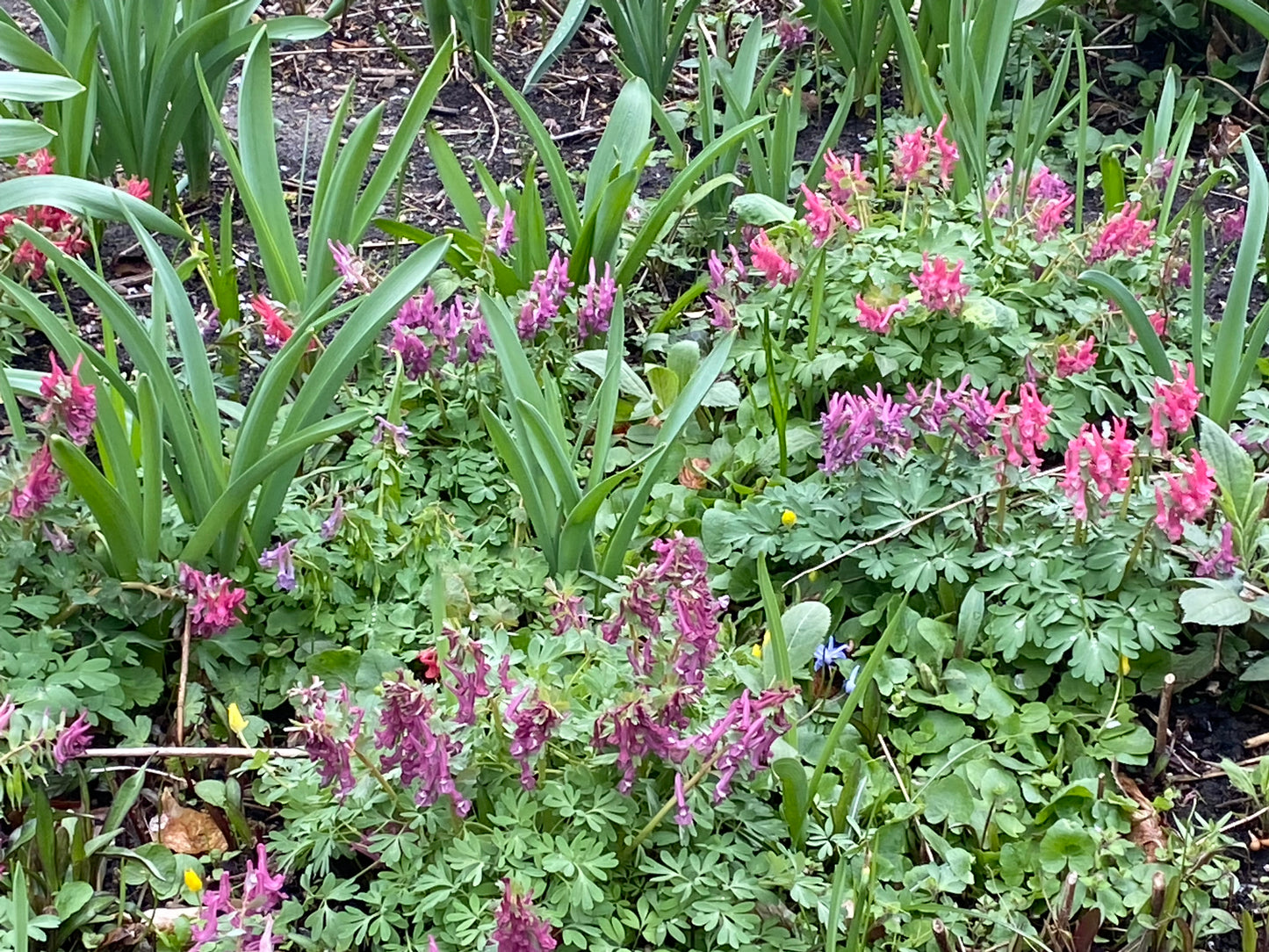 Entdecken Sie bei Dr. Isabelle Van Groeningen am Sa. 21.02.2026 (10:00-13:00) im HALBTAGESKURS "Top 100: Beste Pflanzen für anspruchsvolle Standorte" zarte Wildblumen als Inspiration für Ihre Gartenschule und Lieblingspflanzen!.