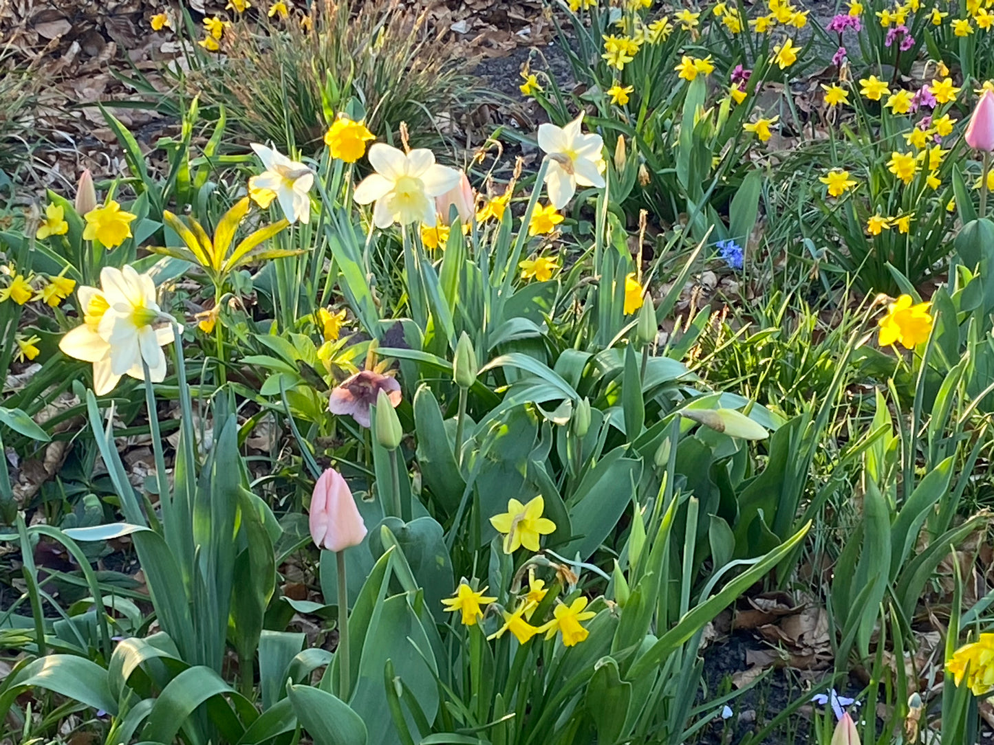 Das Sonnenlicht scheint auf einen lebendigen Garten in der Königlichen Gartenakademie, mit gelben und weißen Narzissen, einer rosa Tulpe und grünen Blättern - eine einladende Szene für den Mi. 04.03.2026 | 15.00-16.30 RUNDGANG Was zu tun ist im Garten im März Veranstaltung.