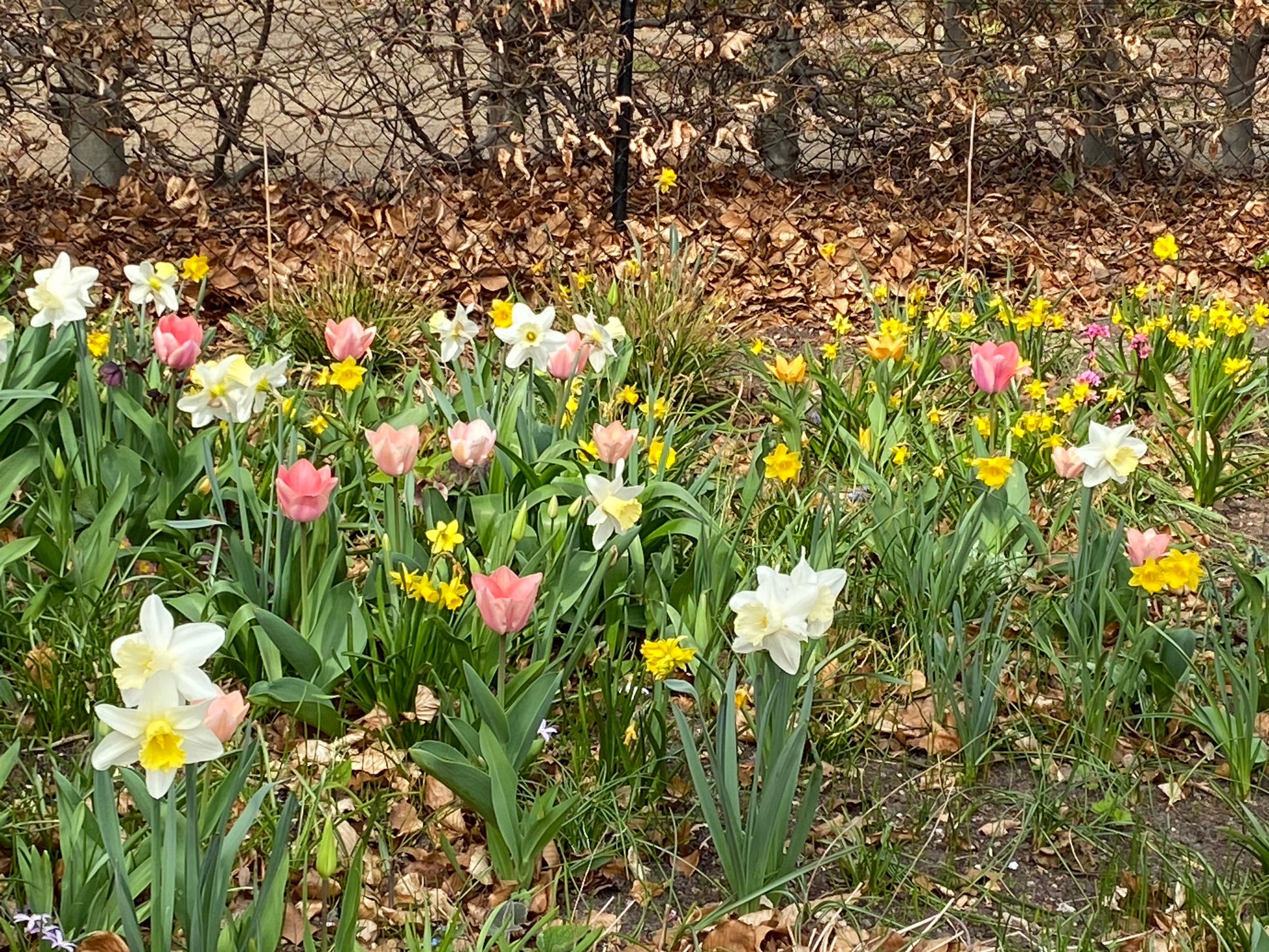 Erleben Sie in der Königlichen Gartenakademie blühende rosa Tulpen, gelbe Narzissen und weiße Blüten inmitten saftig grüner Blätter - ideal für "Mi. 18.03.2026 | 16.00-17.00 ABENDLICHTFÜHRUNG Die frühen Gartenschätze.