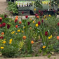 Ein Gartenbeet blüht mit roten und orangefarbenen Tulpen, gelben Narzissen und üppigem Grün. Topfpflanzen in Regalen erinnern an die lebendige Atmosphäre von "RUNDGANG Was zu tun ist im Garten im März" der Königlichen Gartenakademie.